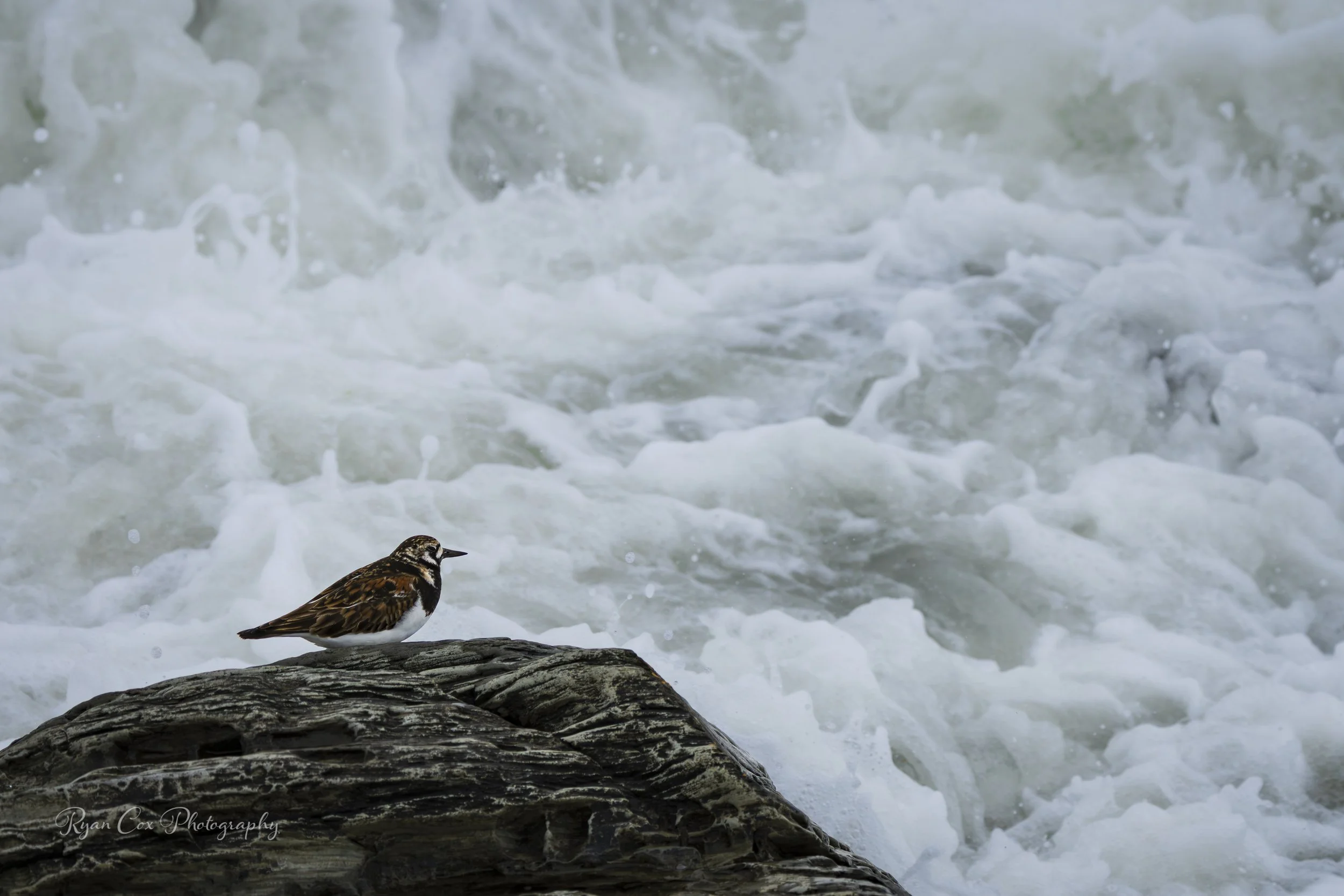 Turnstone Chaos
