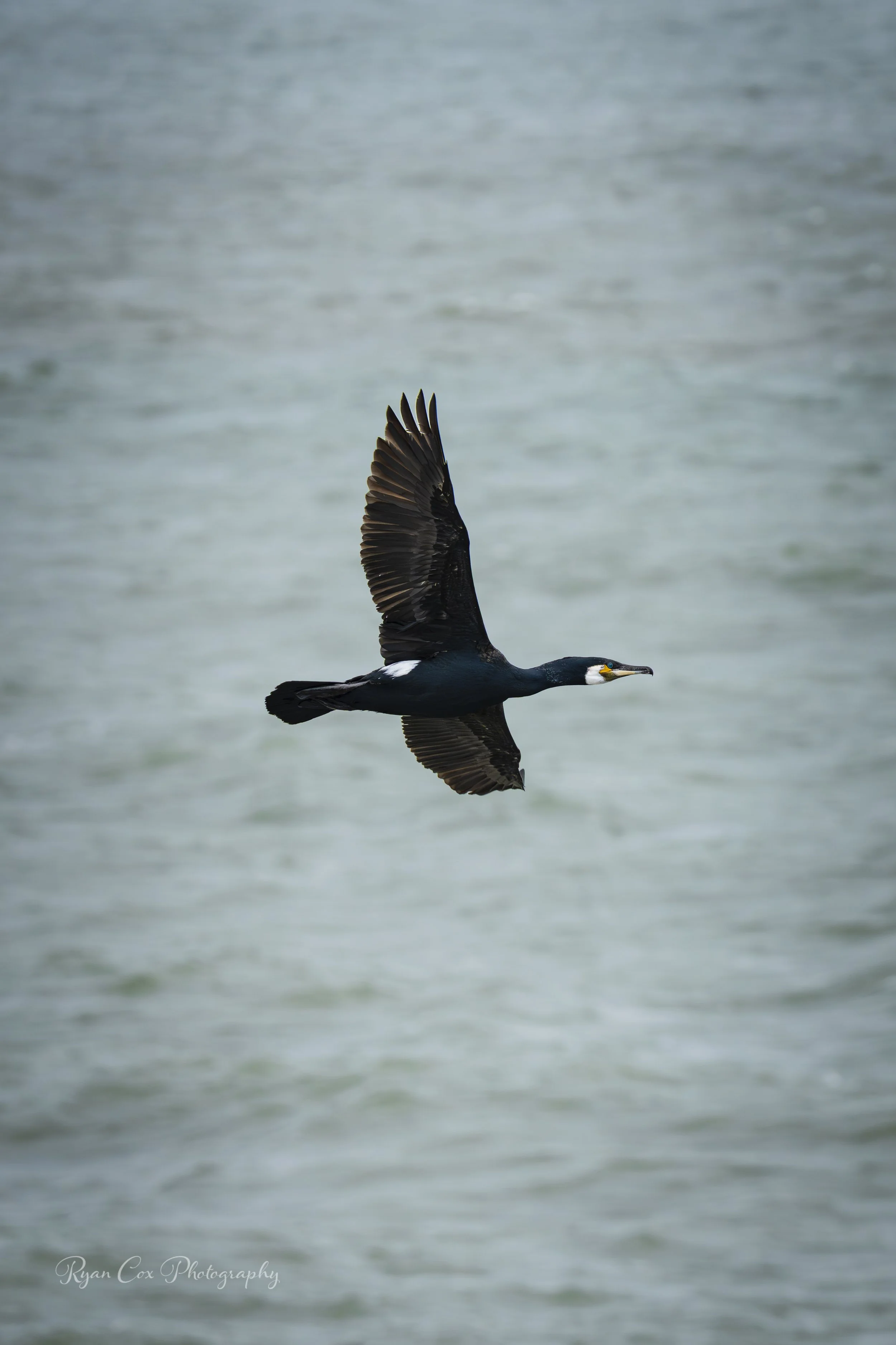 Cormorant, Portrane