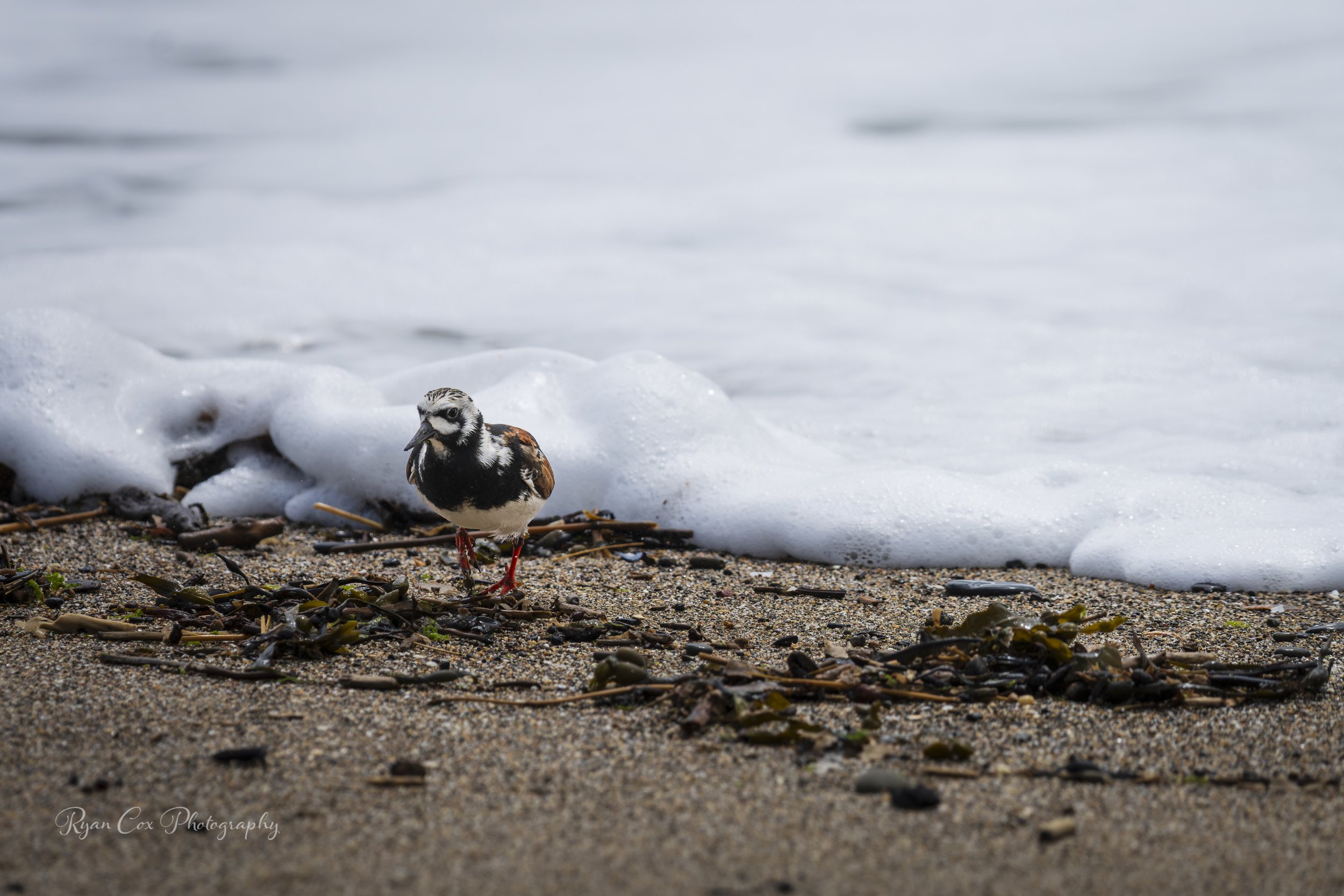 Wildlife