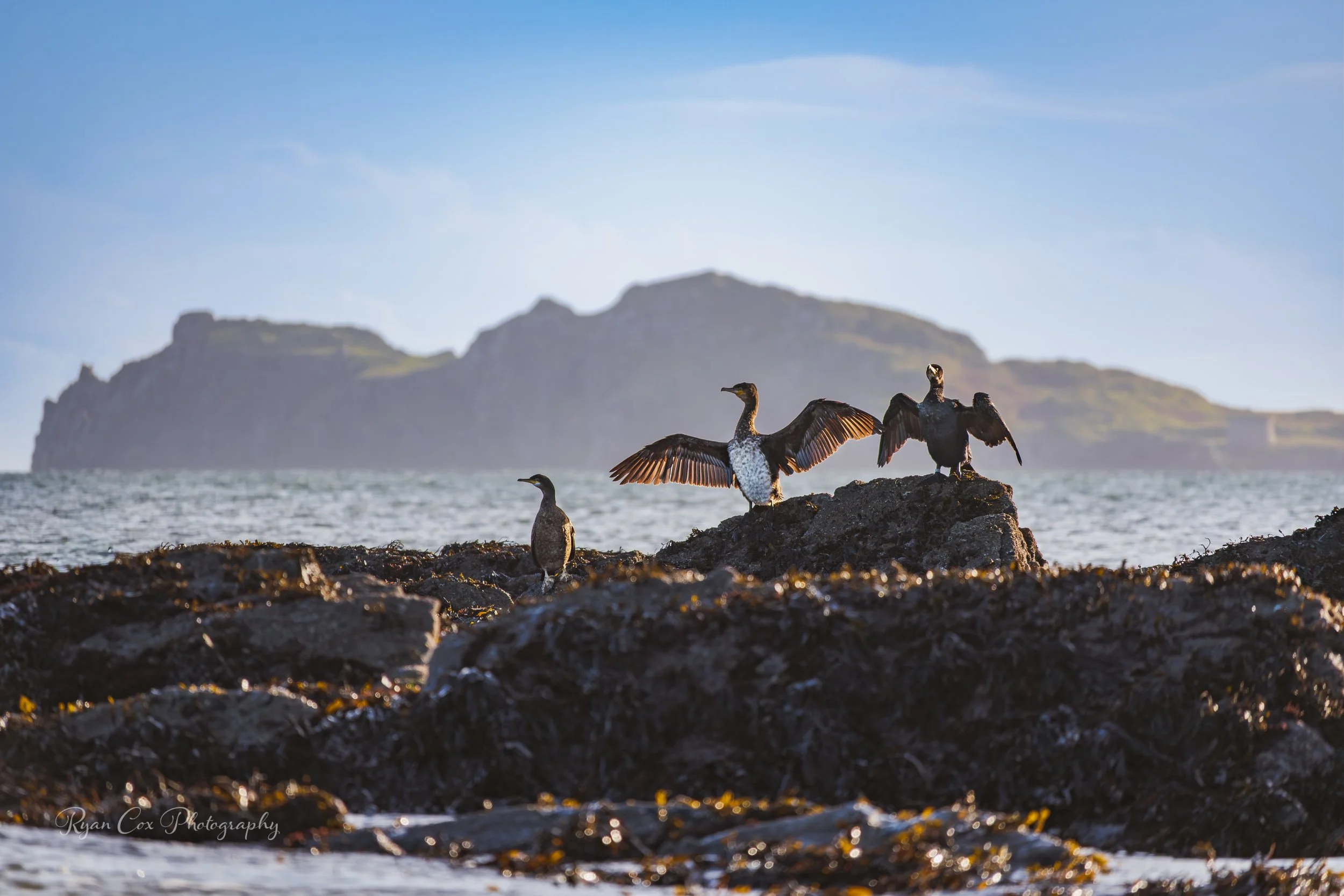 Cormorants at Irelands Eye