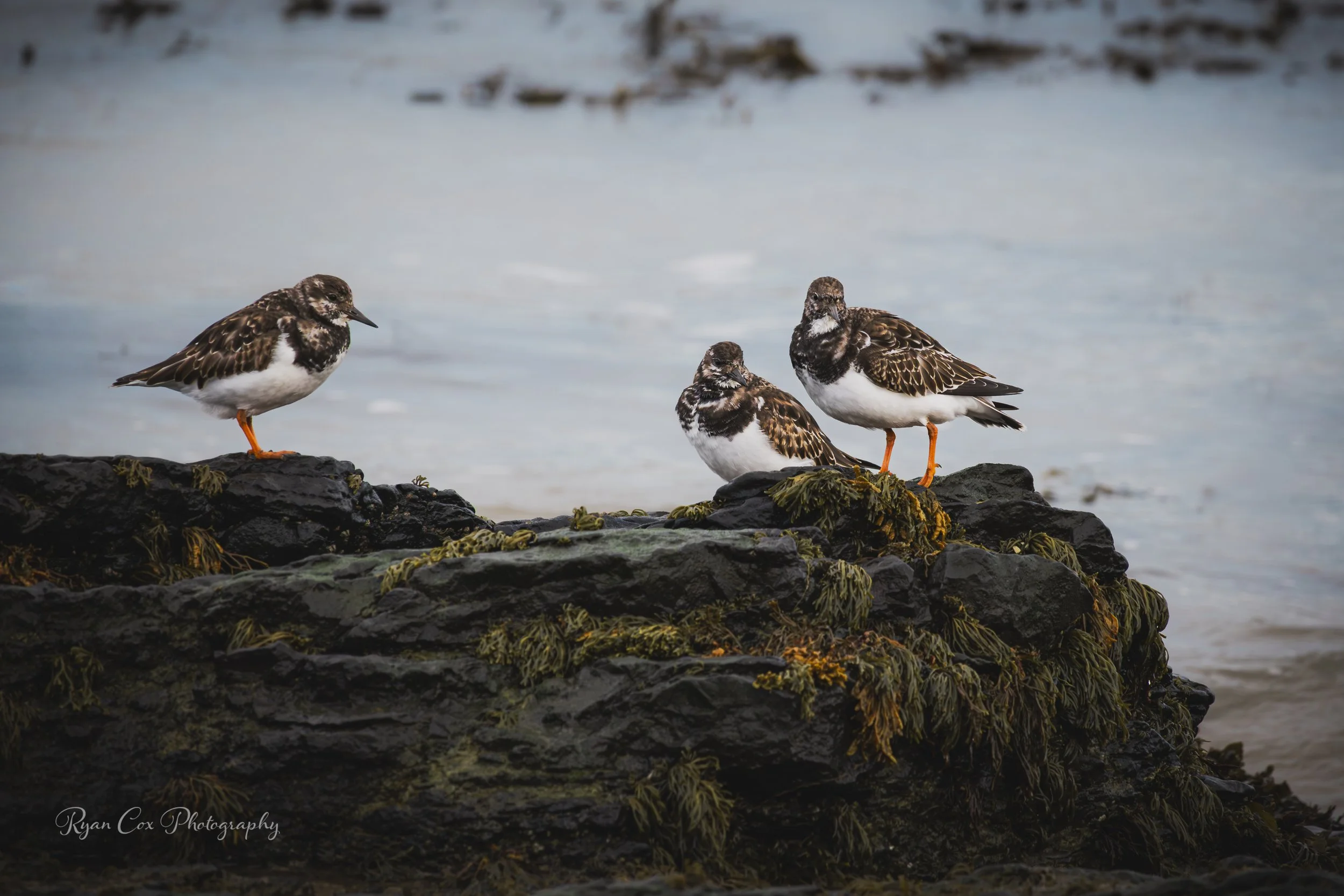 Turnstones