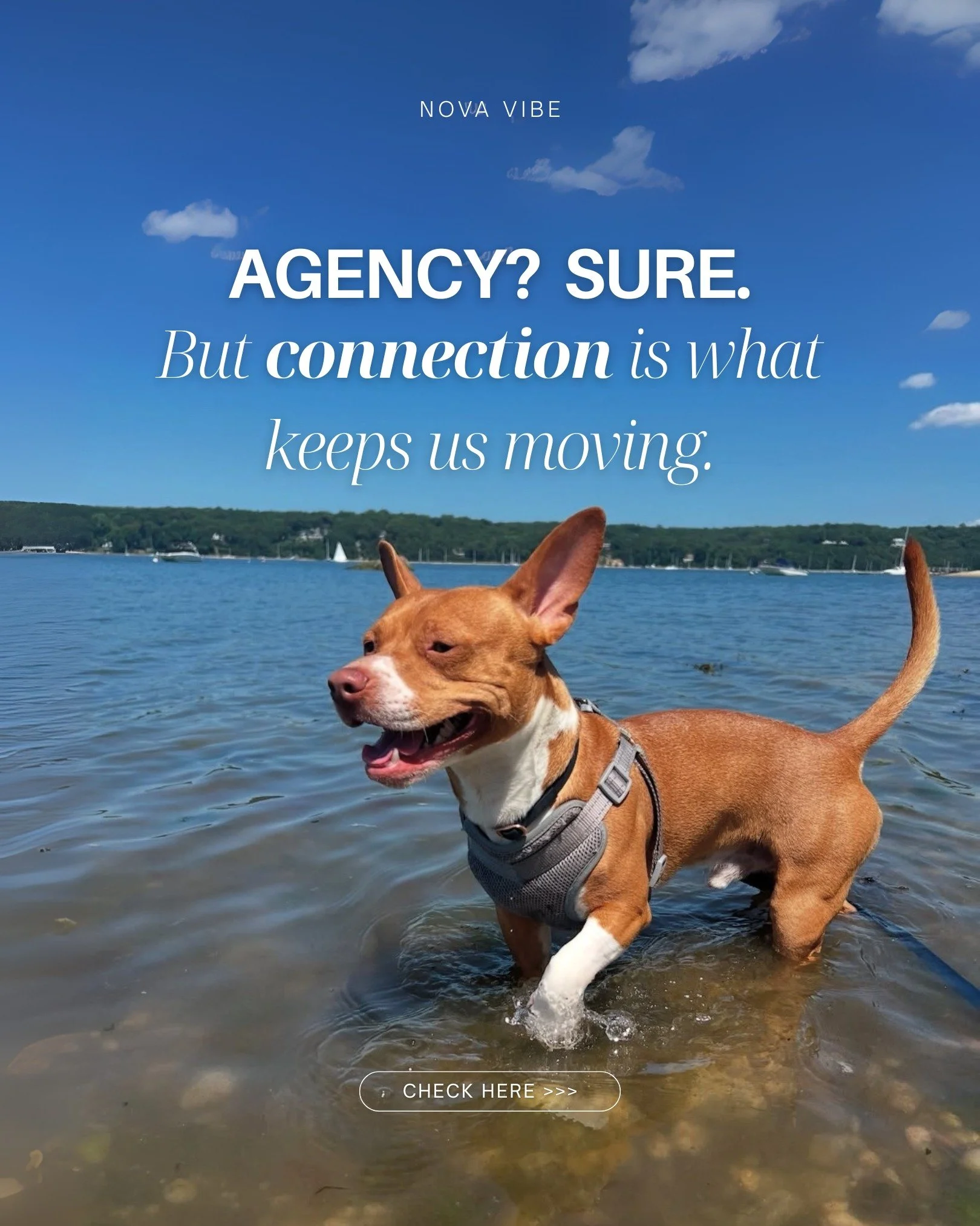 what do we do at nova vibe? 🤓

simple: strategy first, always.
socials with purpose, brands with identity, and a little paw-power from brodi 🐾

ready to grow with intention? let&rsquo;s chat.

#NovaVibe #LongIslandBusiness #MarketingWithPurpose #So