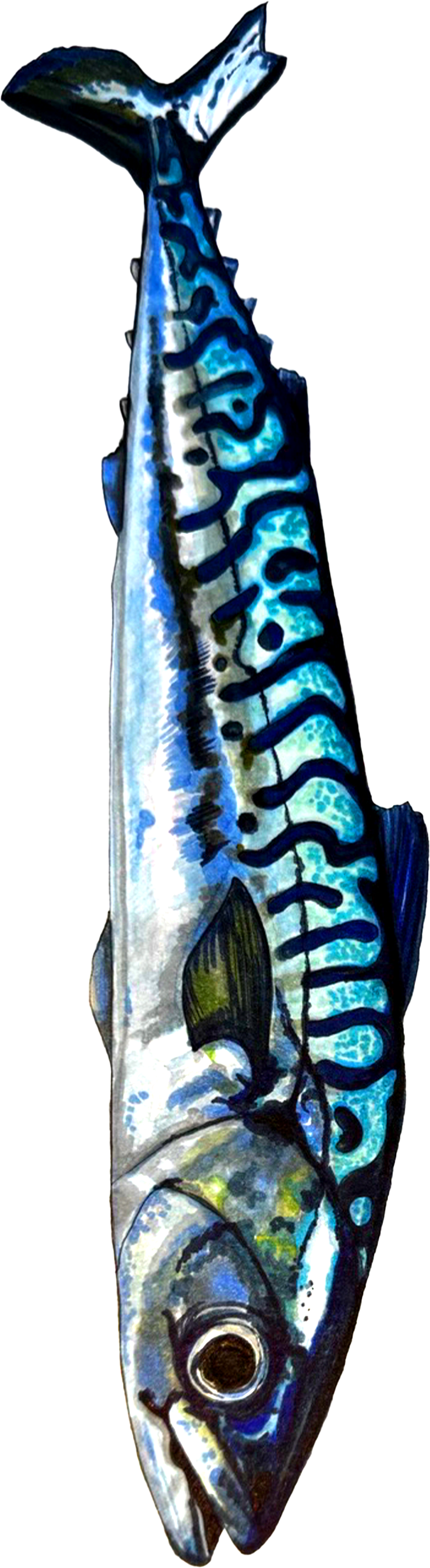 A colorful illustration of a fish, possibly a mackerel or a similar species, with distinctive markings and fins.