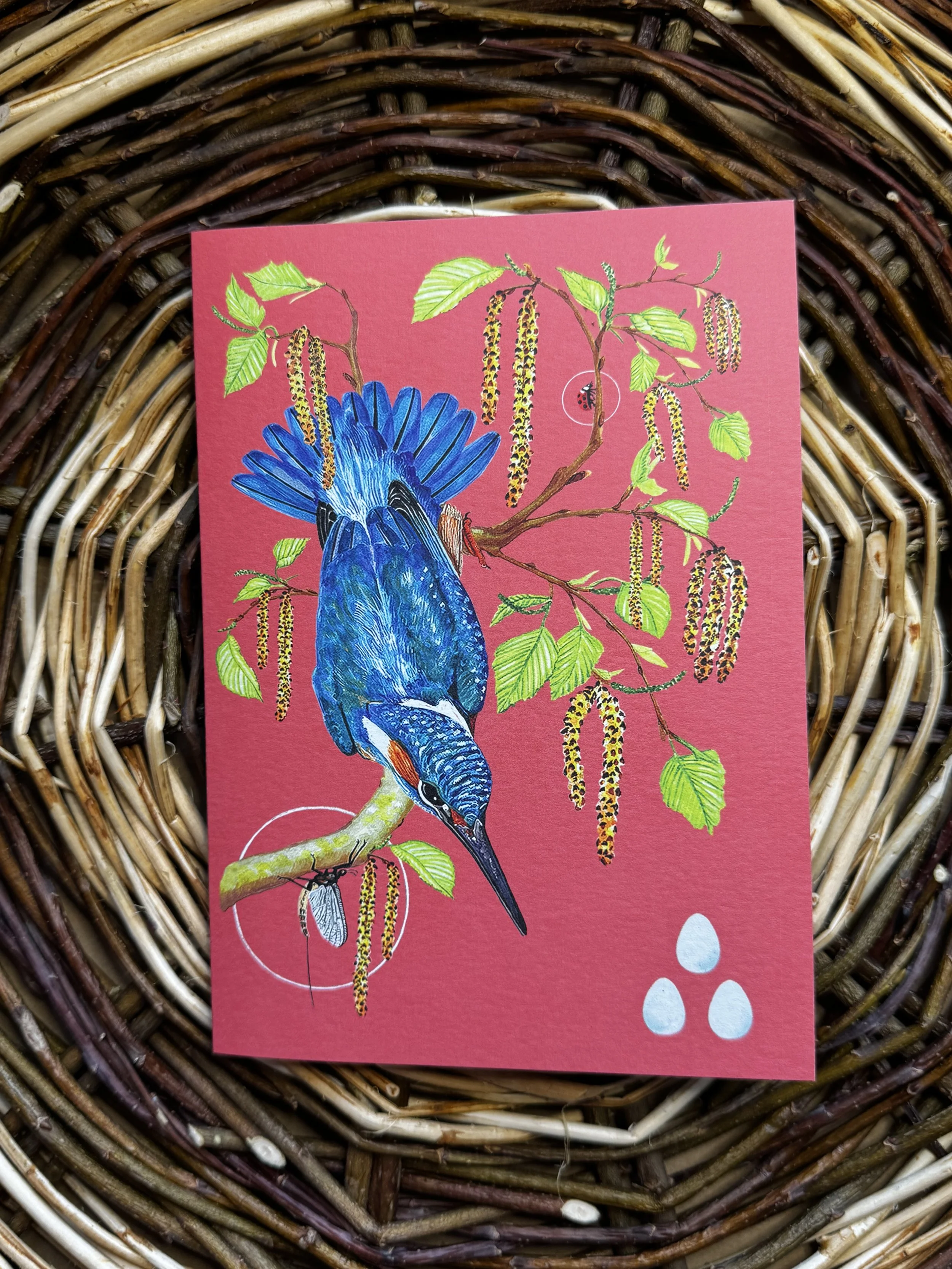 Kingfisher.notecard-2.jpeg