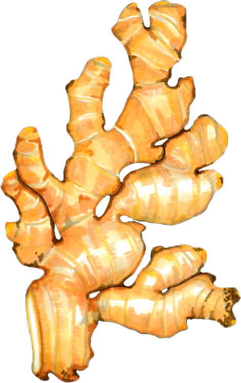 Illustration of a large ginger root with multiple branches and knobby shape.