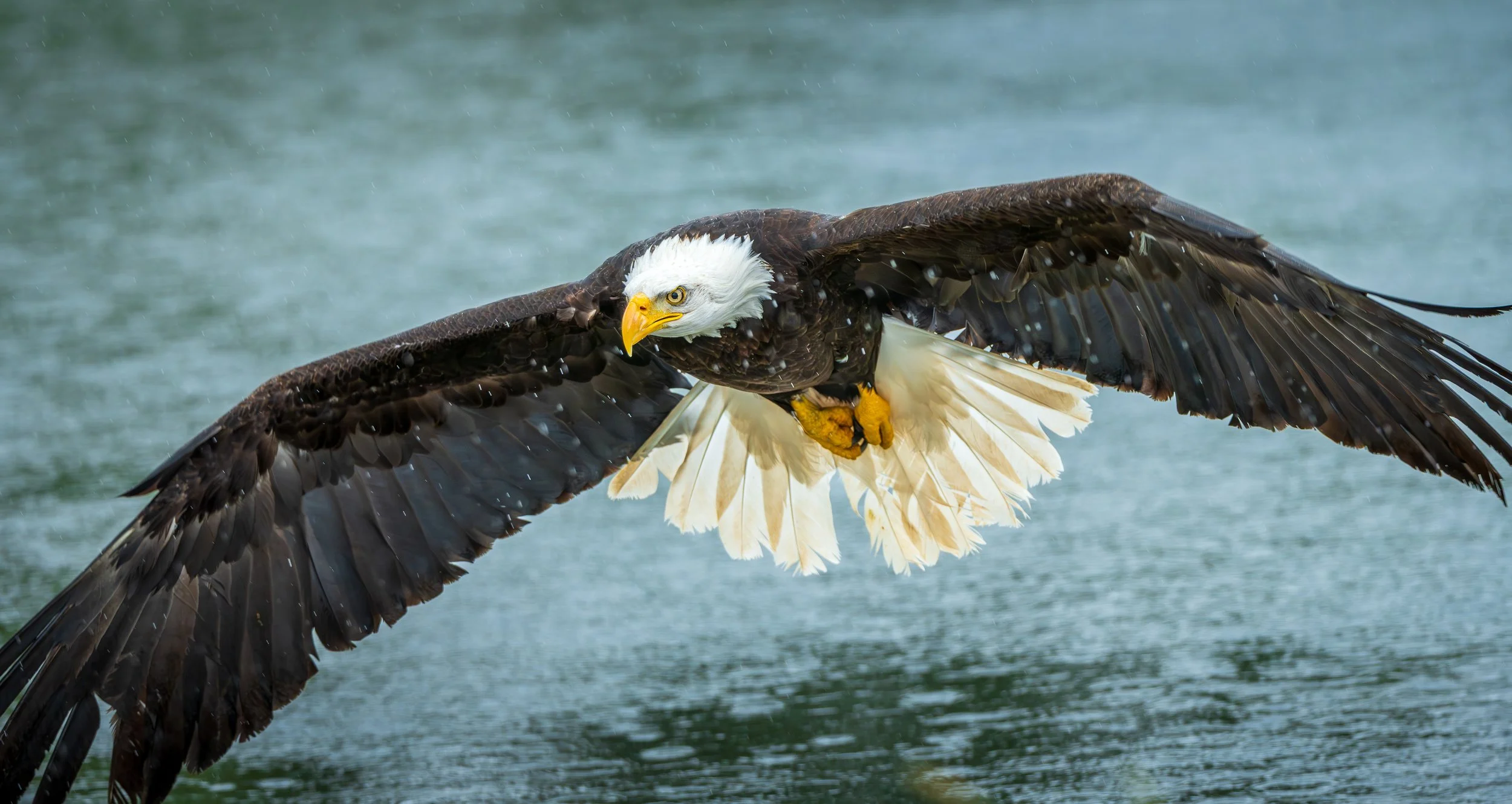 Majestic Bald Eagle