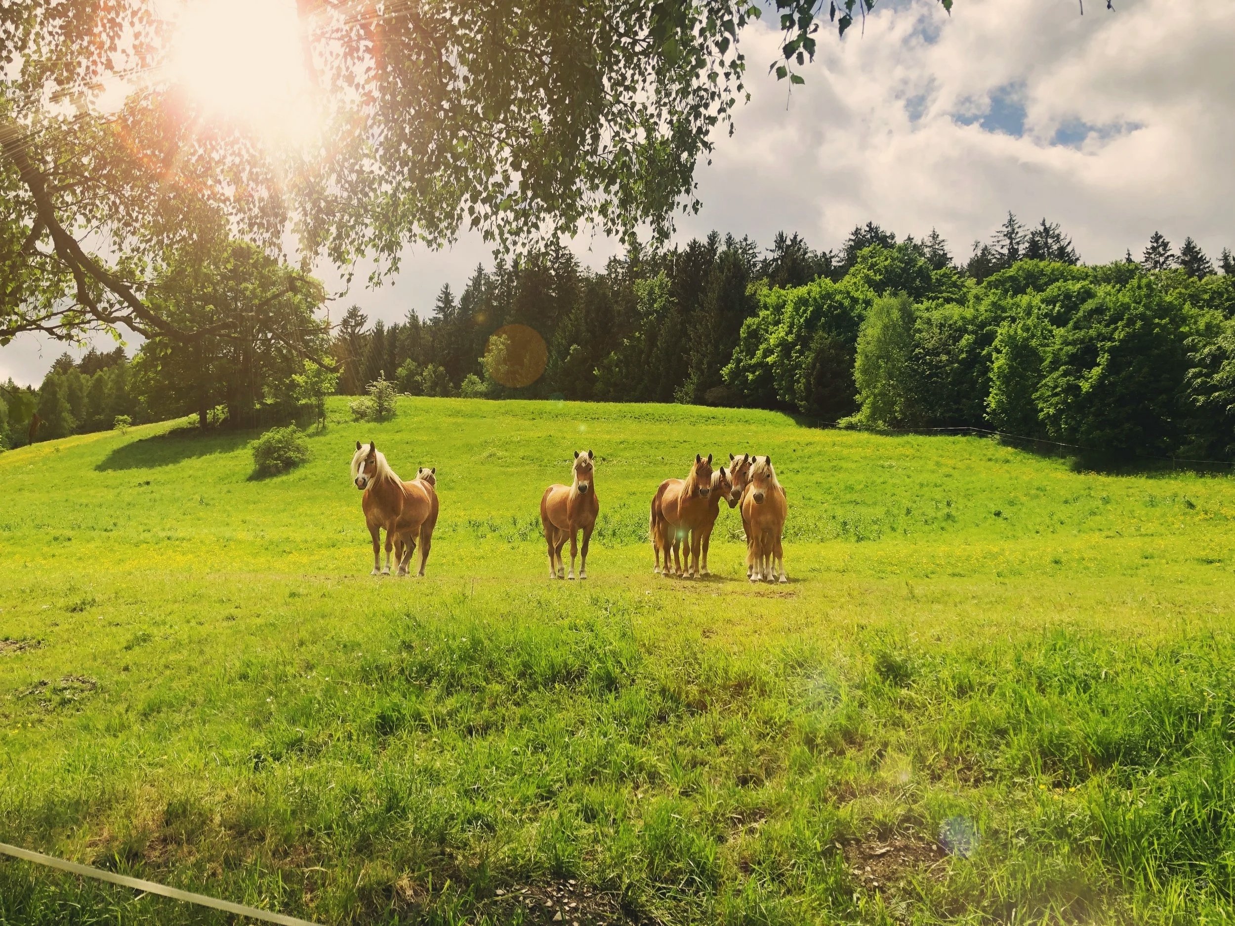Eine Gruppe von sechs braunen Pferden steht auf einer grünen Wiese, umgeben von Bäumen, bei Sonnenlicht an einem bewölkten Tag.
