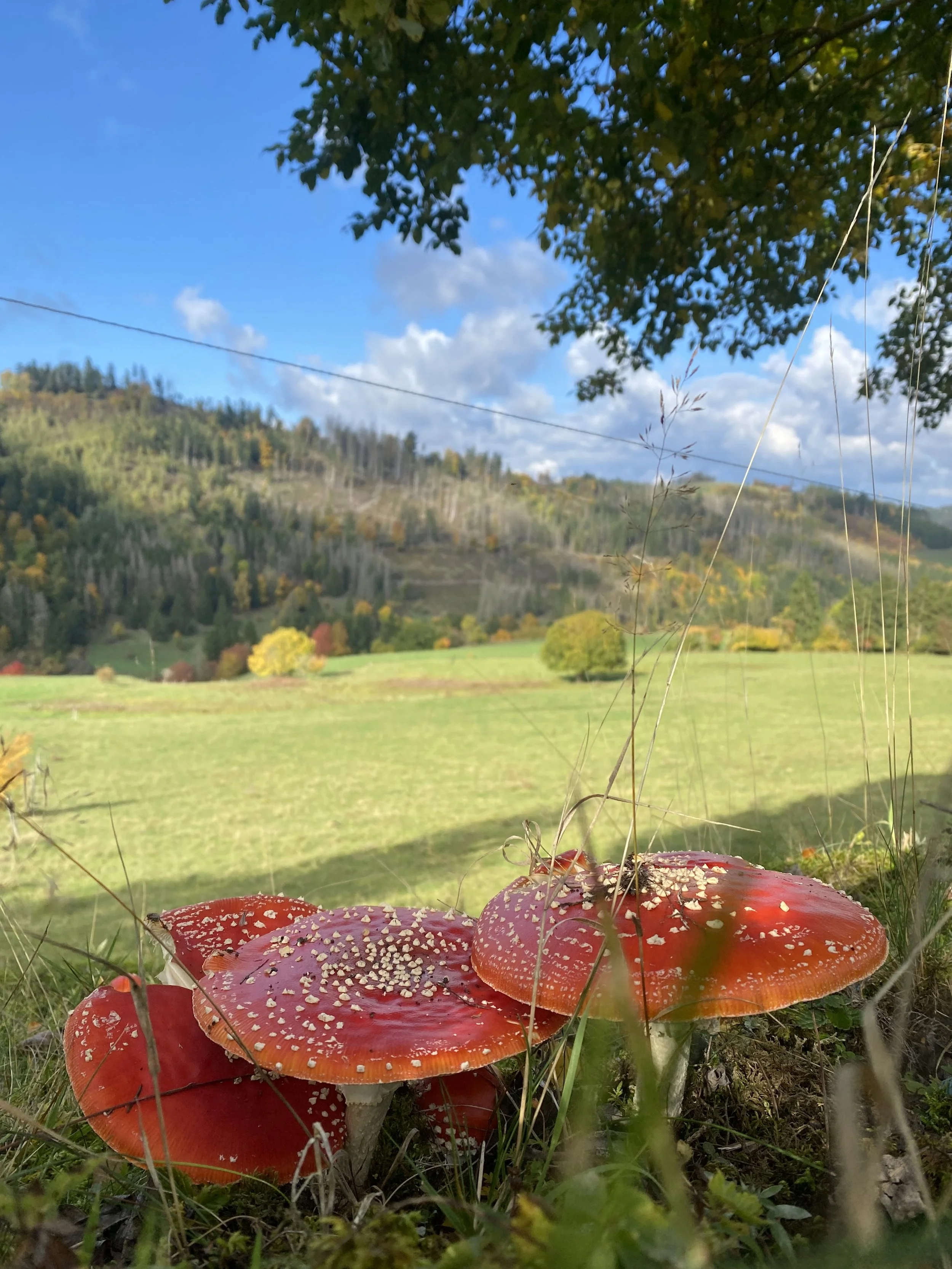 Rote Fliegenpilze mit weißen Punkten im Gras vor einer grünen Wiese und einem bewaldeten Hügel, blauer Himmel mit Wolken, Schatten eines Baums