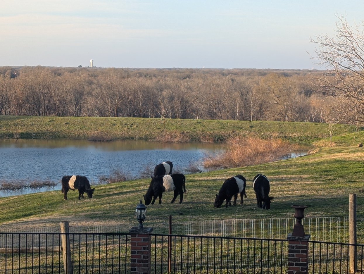 landscape with cows.jpg