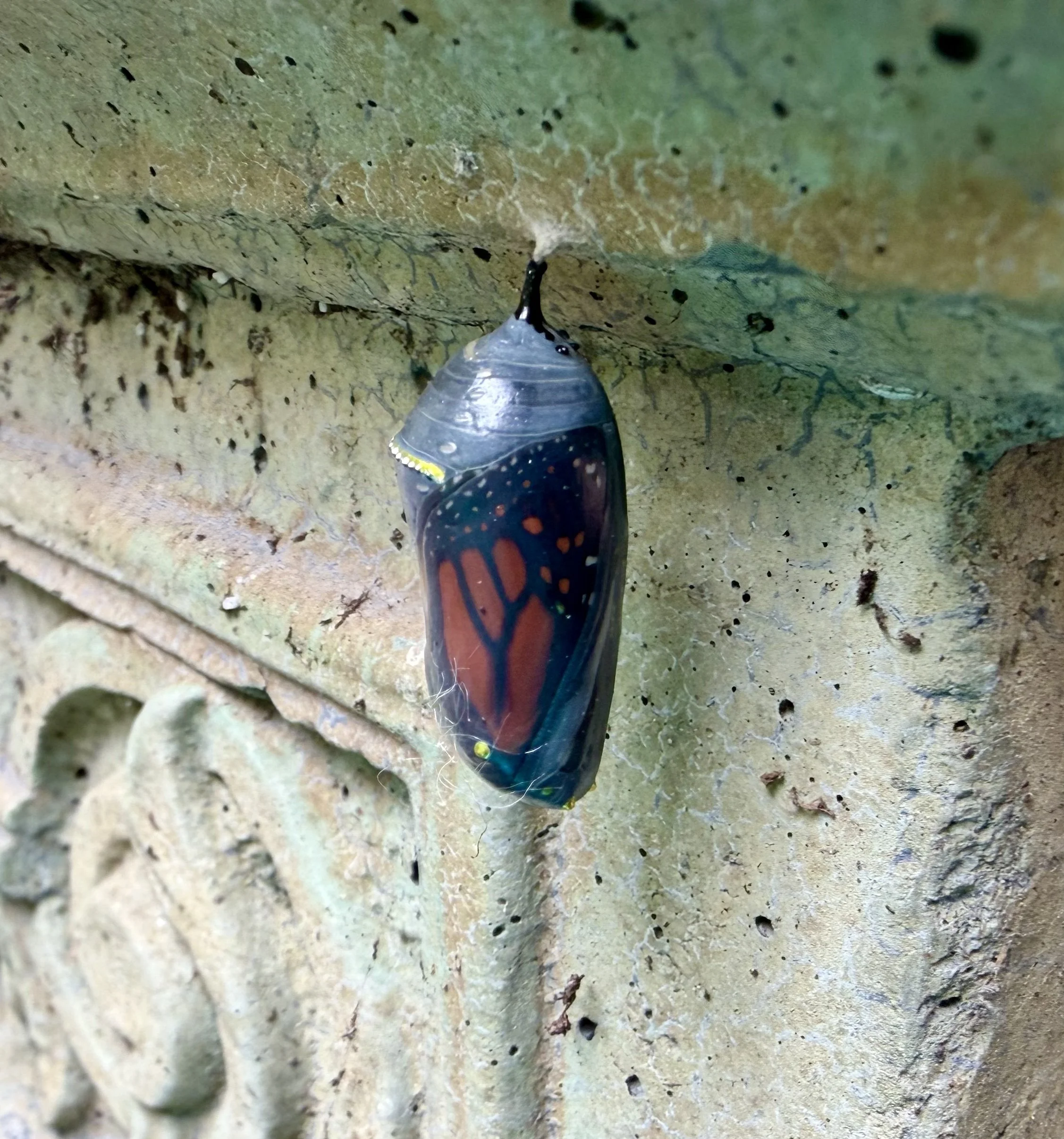 Monarch chrysalis with orange-and-black wings visible inside shortly before emergence.
