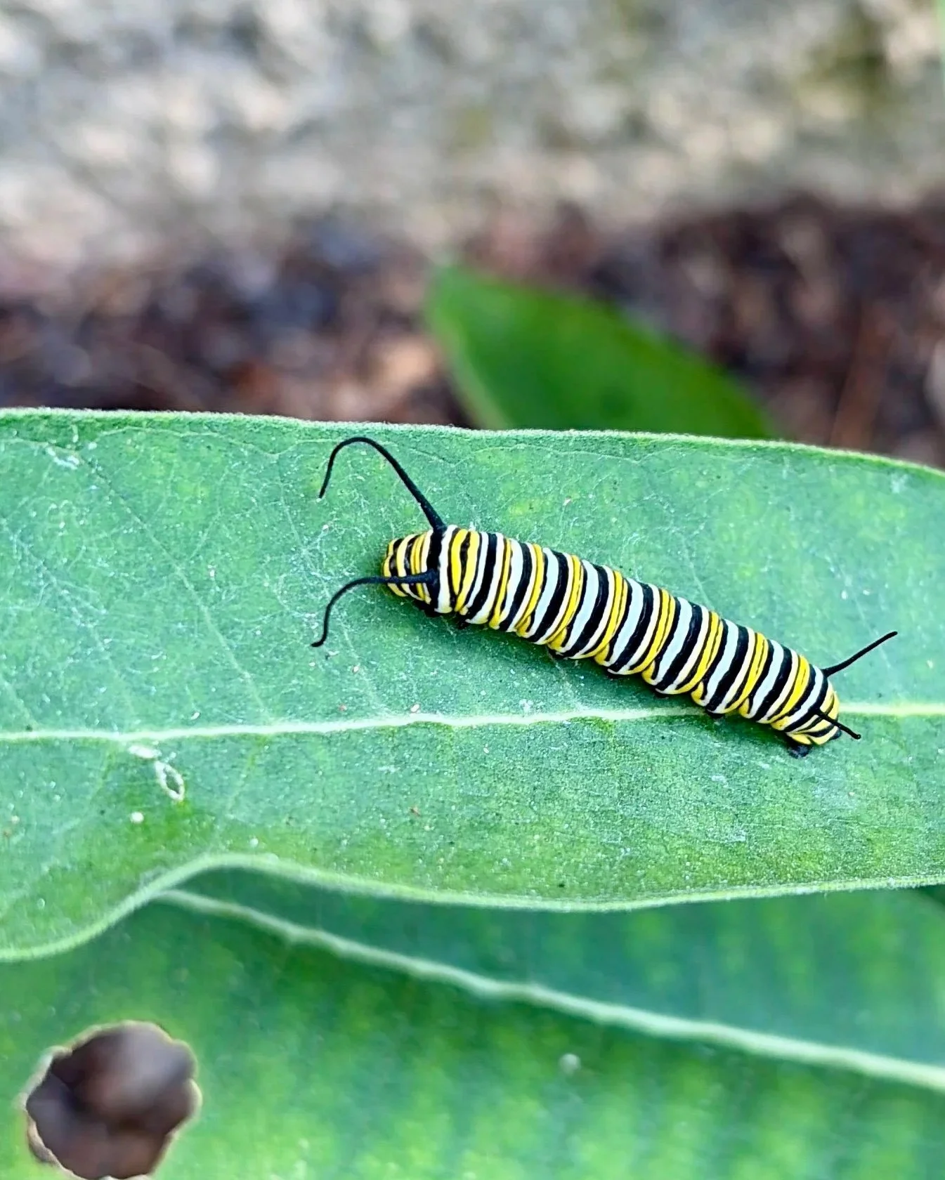  I Planted Milkweed From Seed. Then the Monarchs Found It