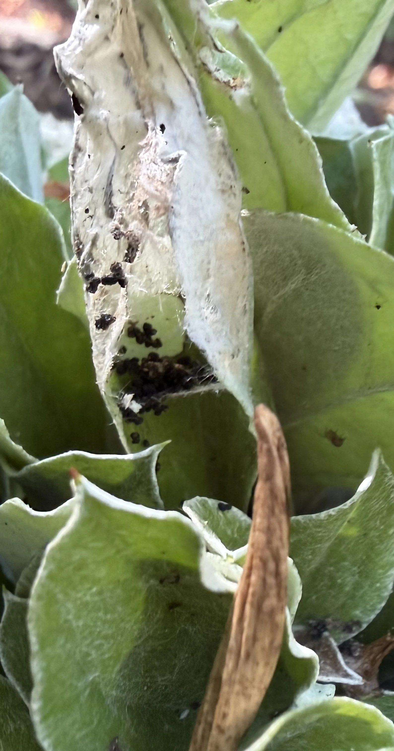 Webbing and frass among curled leaves on native pussytoes in a Massachusetts garden.