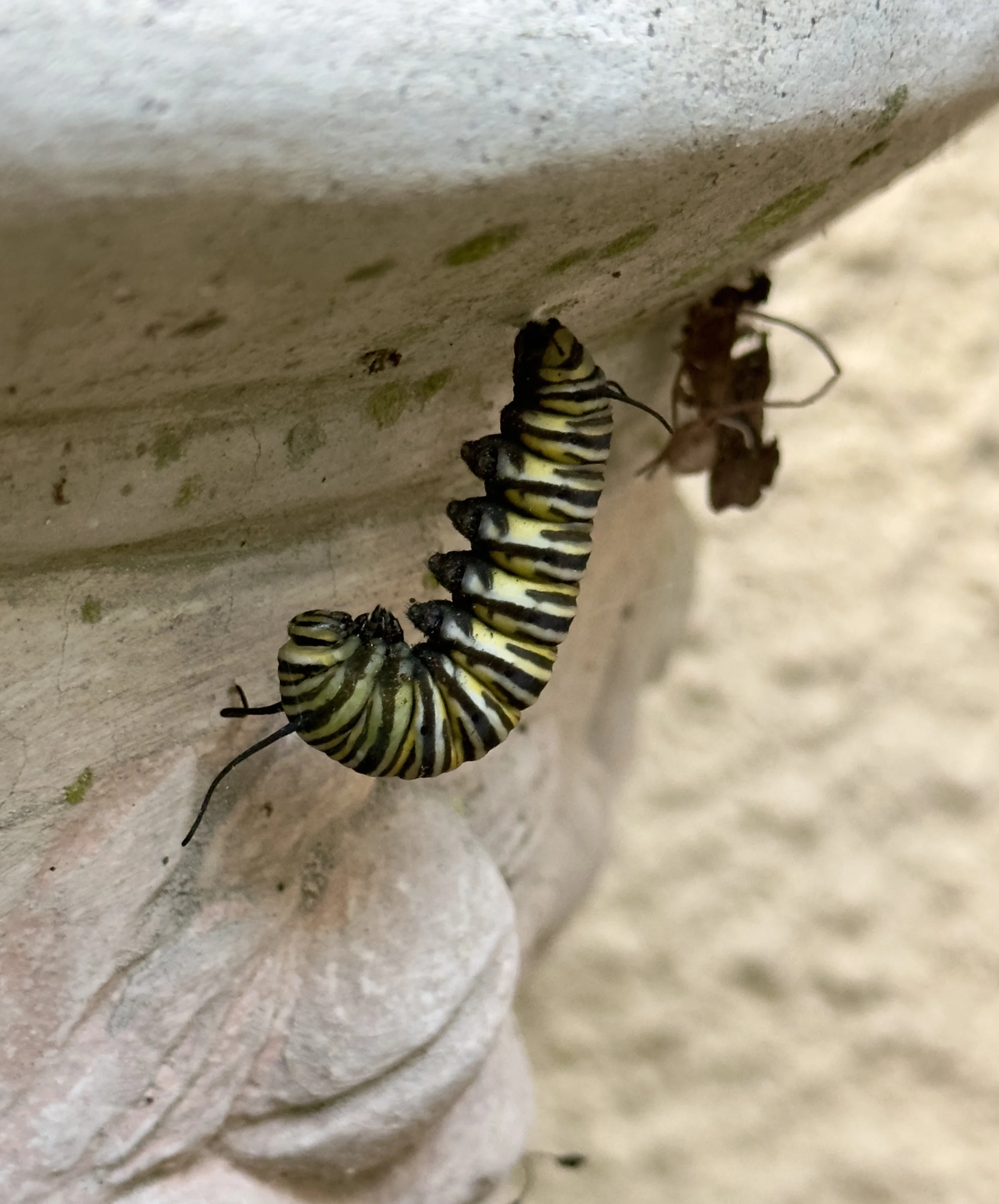Monarch caterpillar hanging in a J shape before forming a chrysalis.