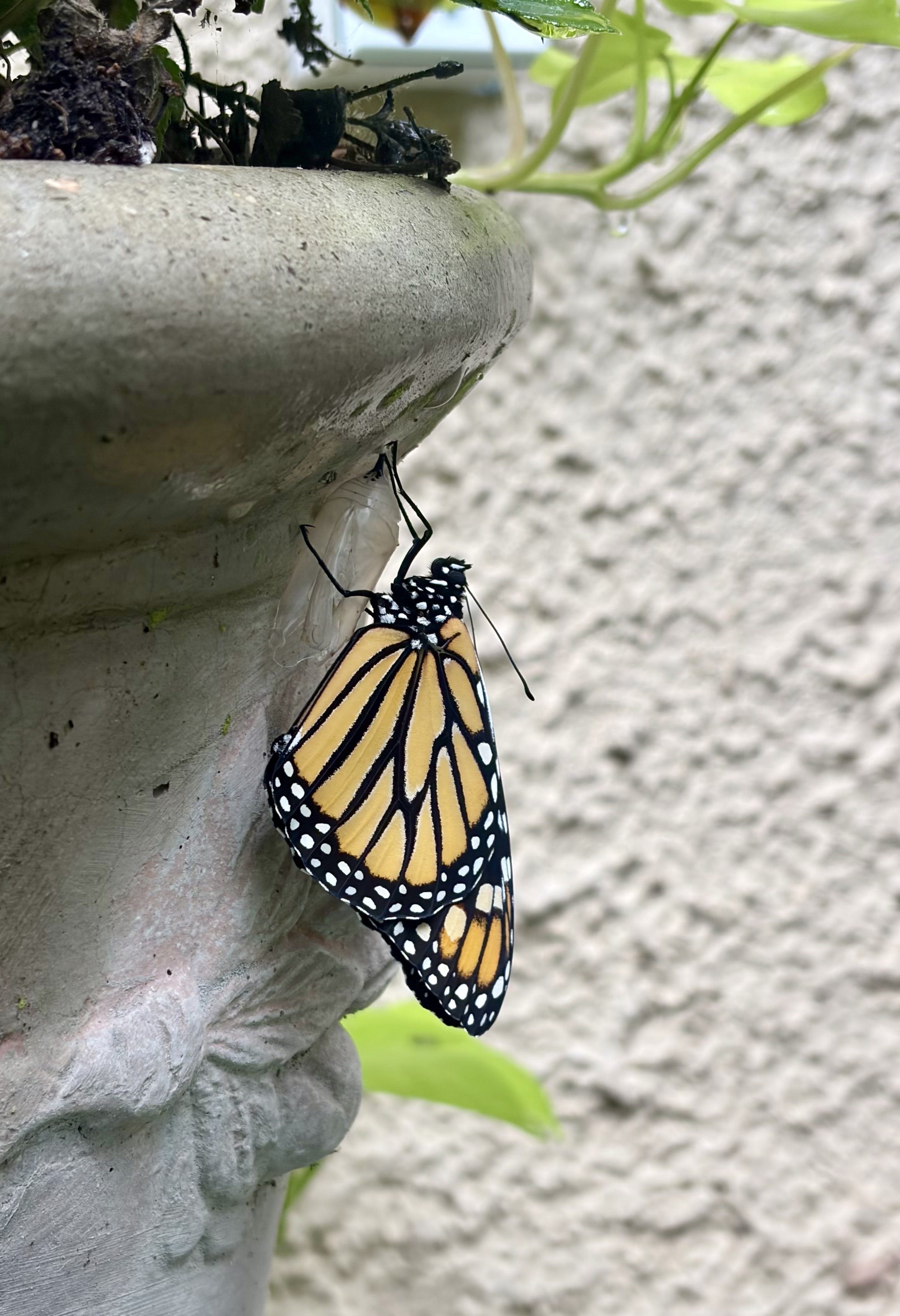 Fully emerged monarch butterfly resting beside its empty chrysalis