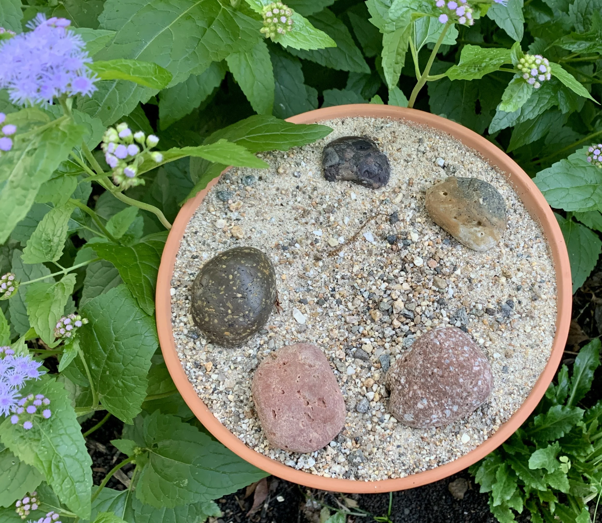 Butterfly_Puddler_Outdoor.jpg