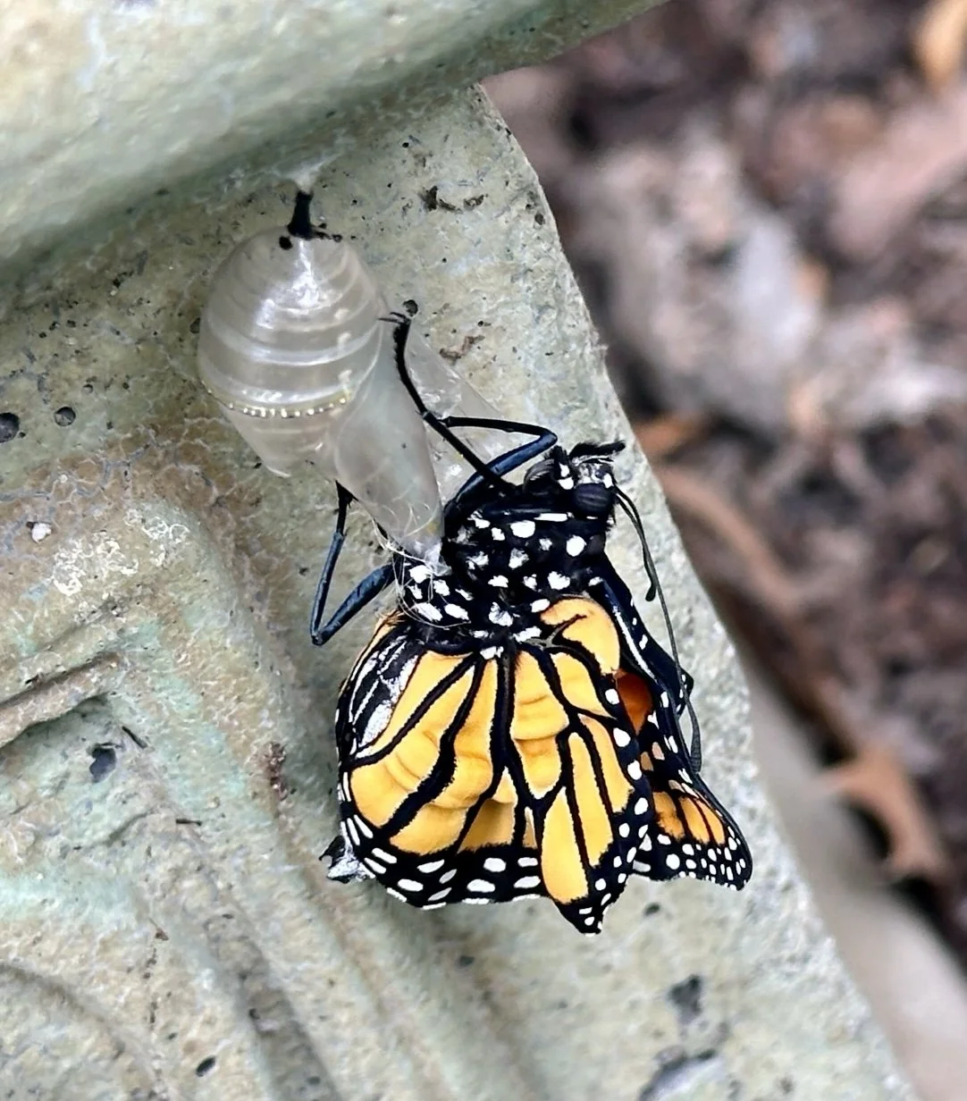 Newly emerged monarch butterfly hanging beside its empty chrysalis.