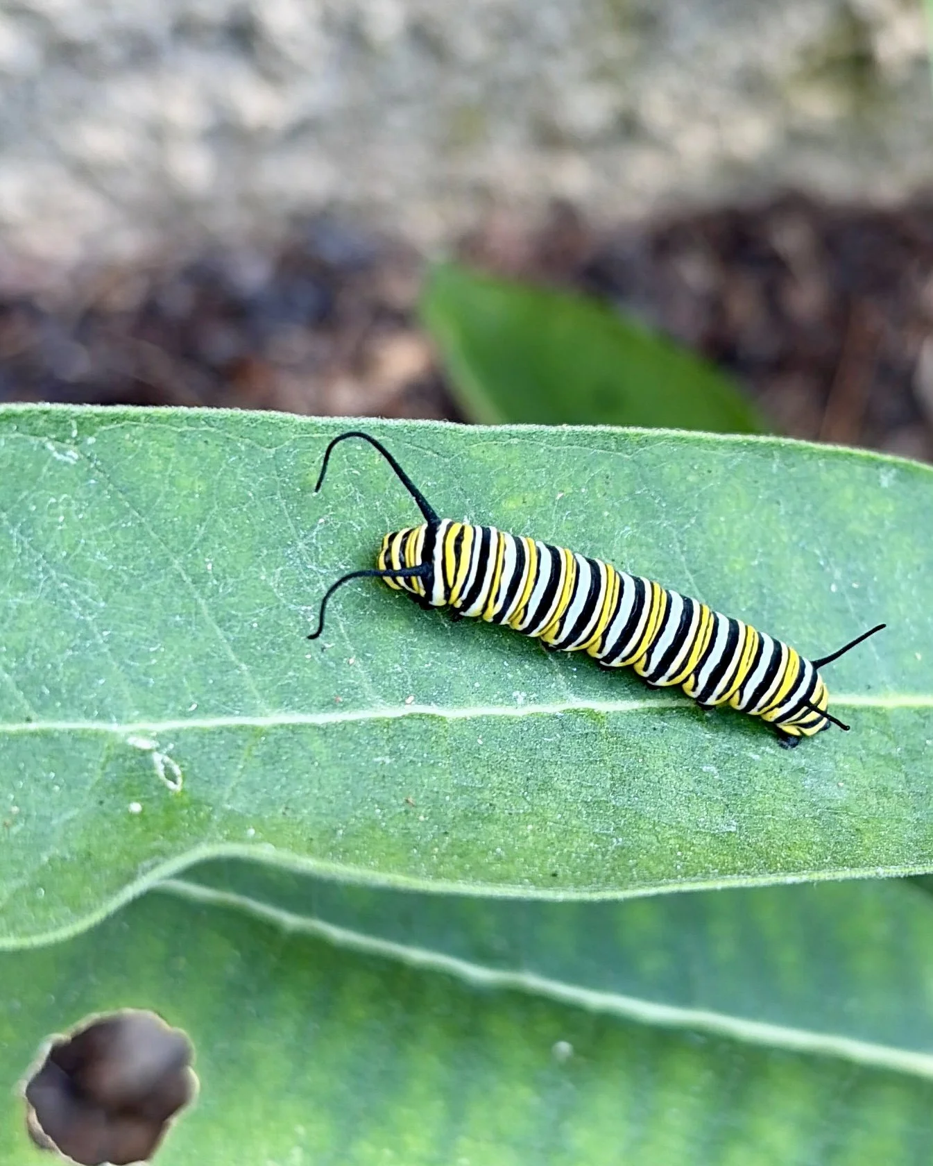Monarch caterpillar on a milkweed leaf.