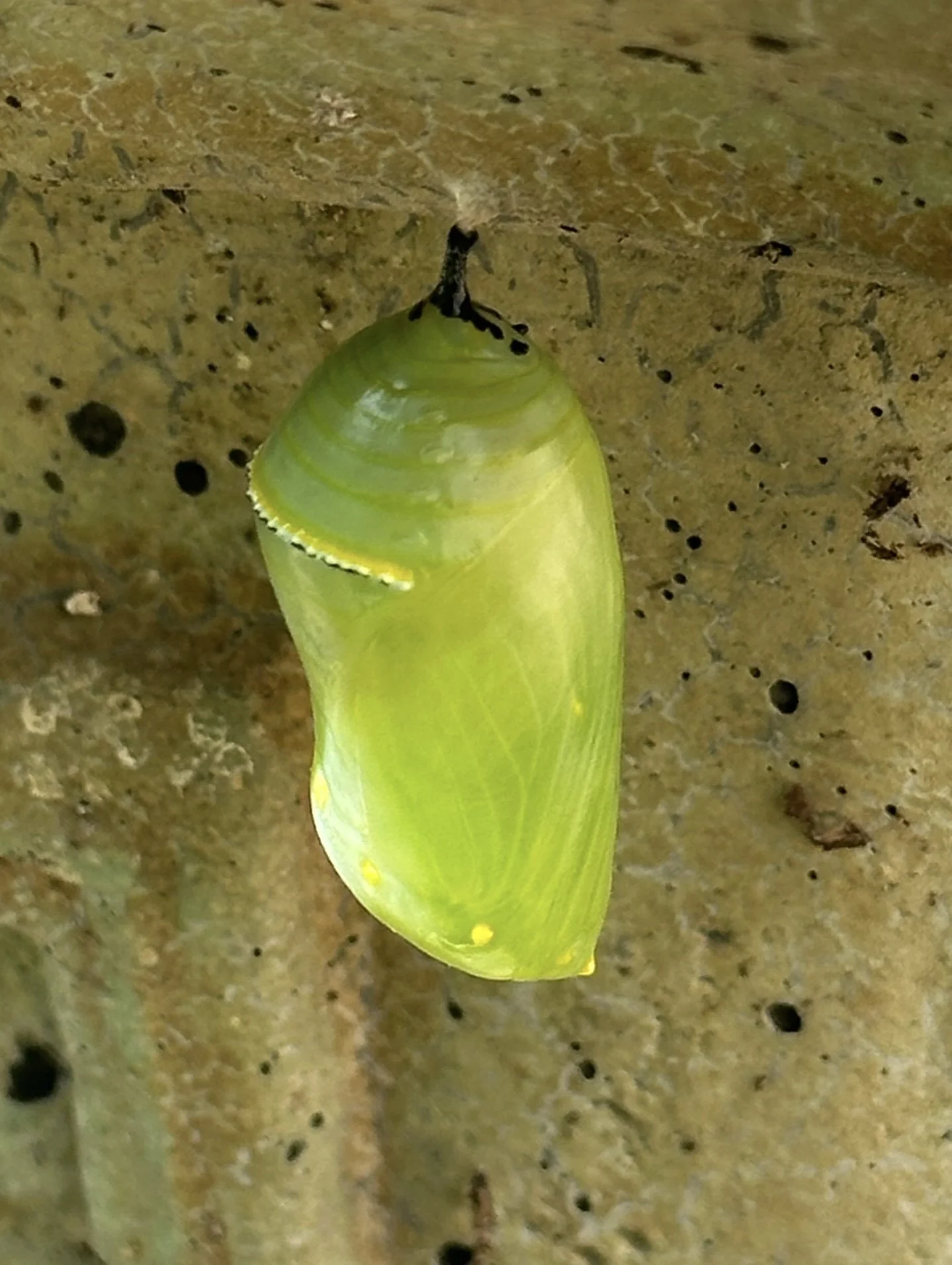 Green monarch chrysalis hanging beneath a planter rim.