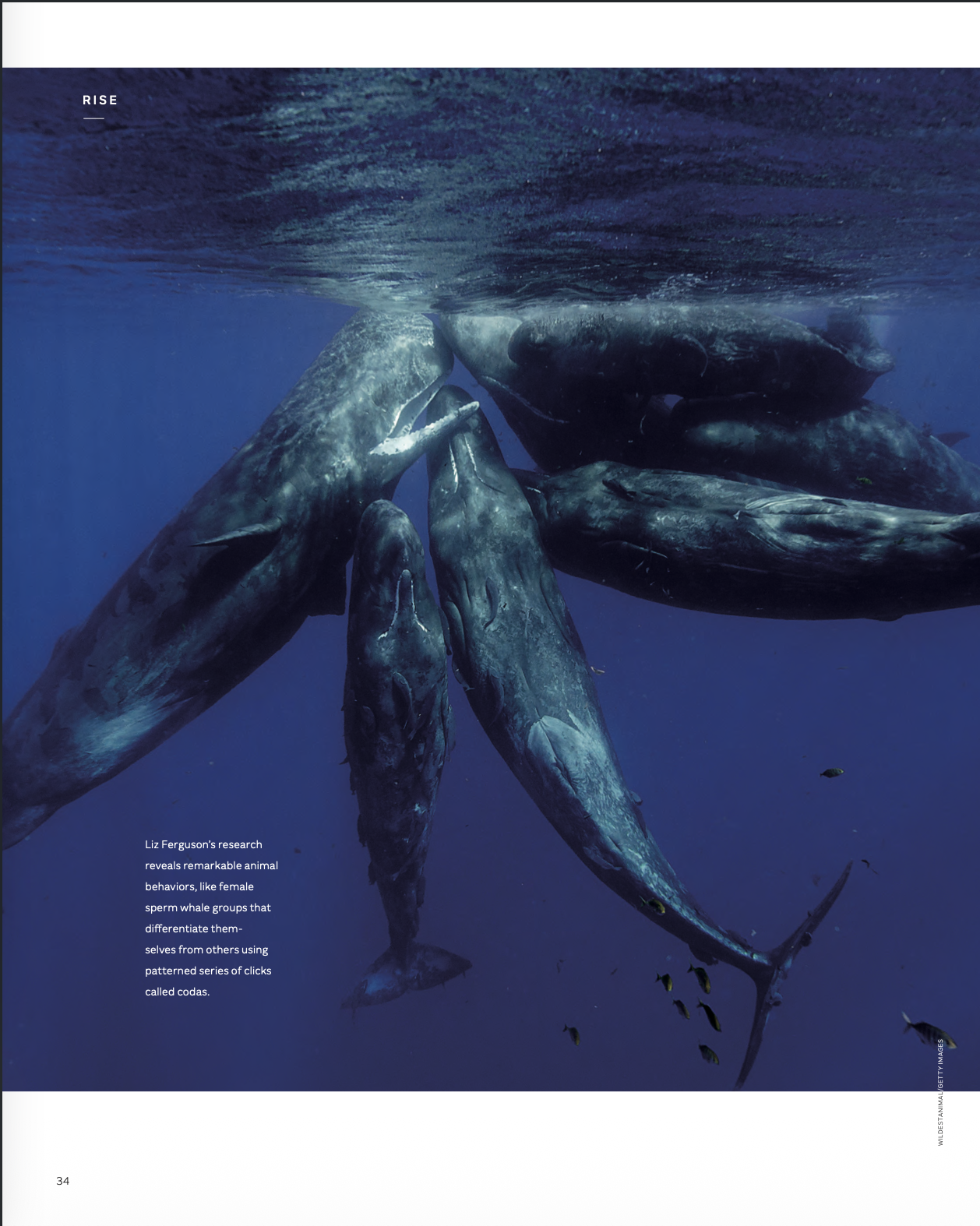 Undersea Symphony p.1