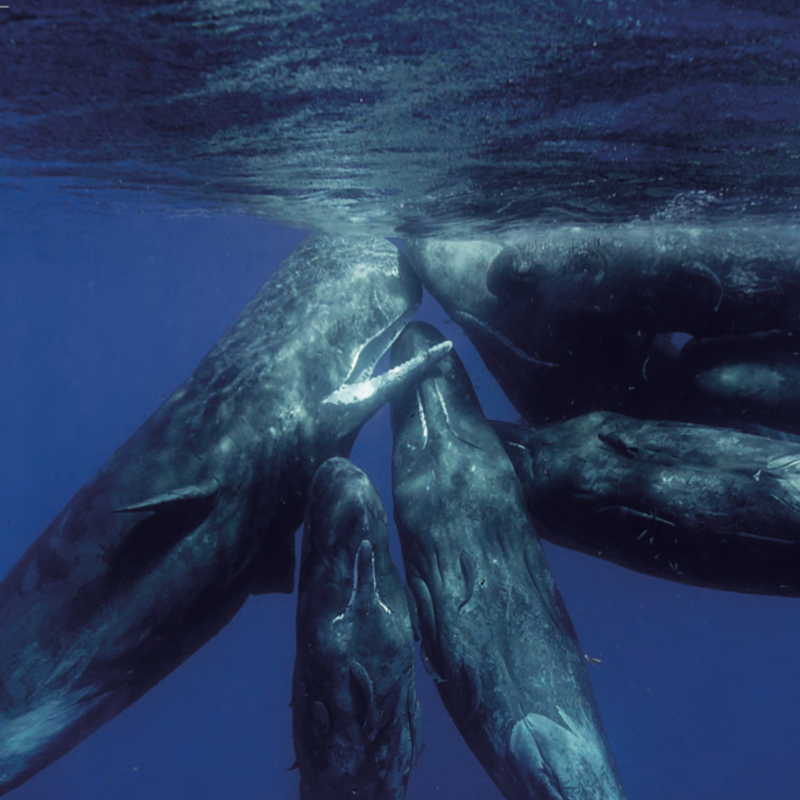 Undersea Symphony