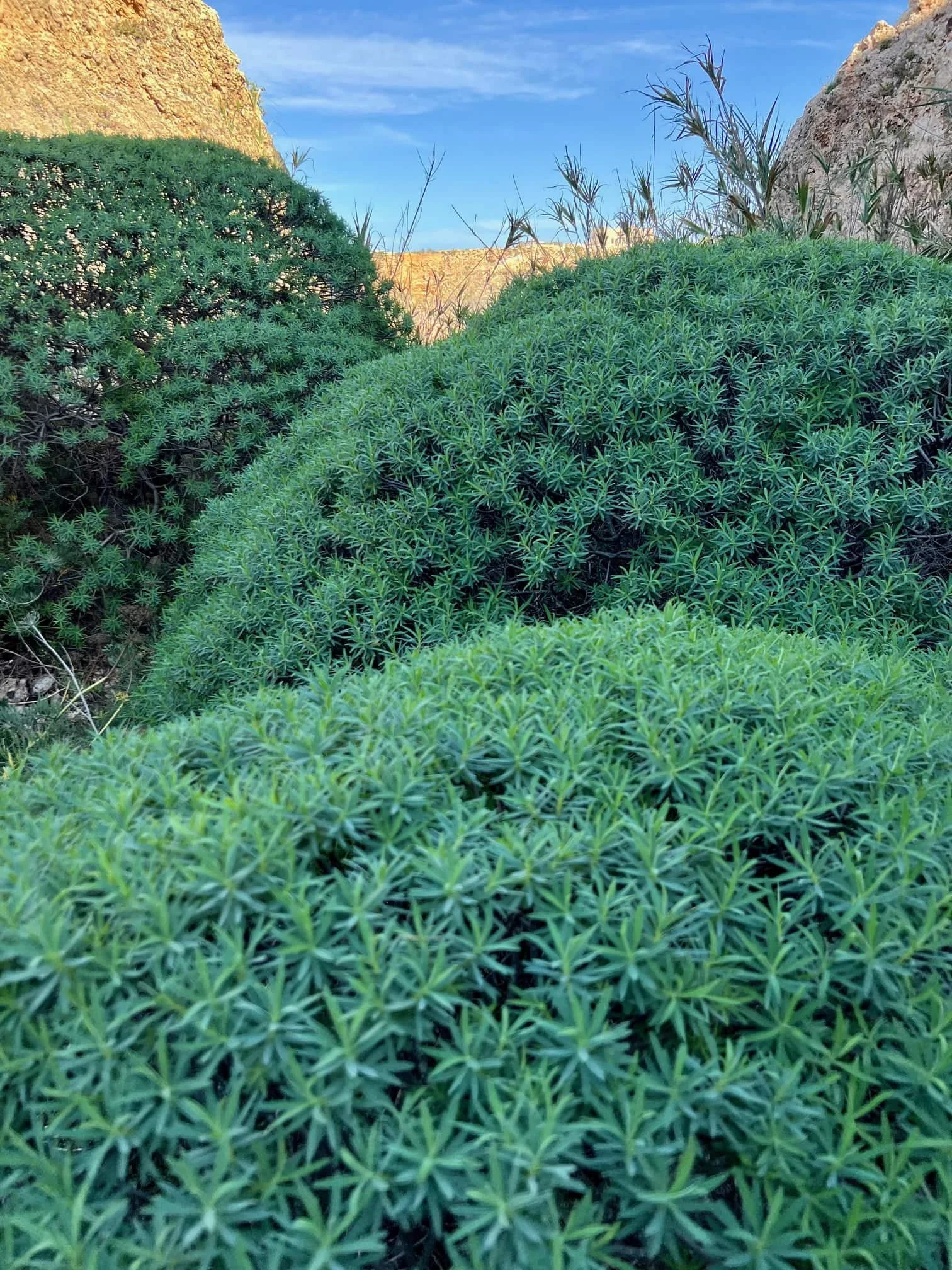 riviera-beach-fresh-green-vegetation-autumn.jpg