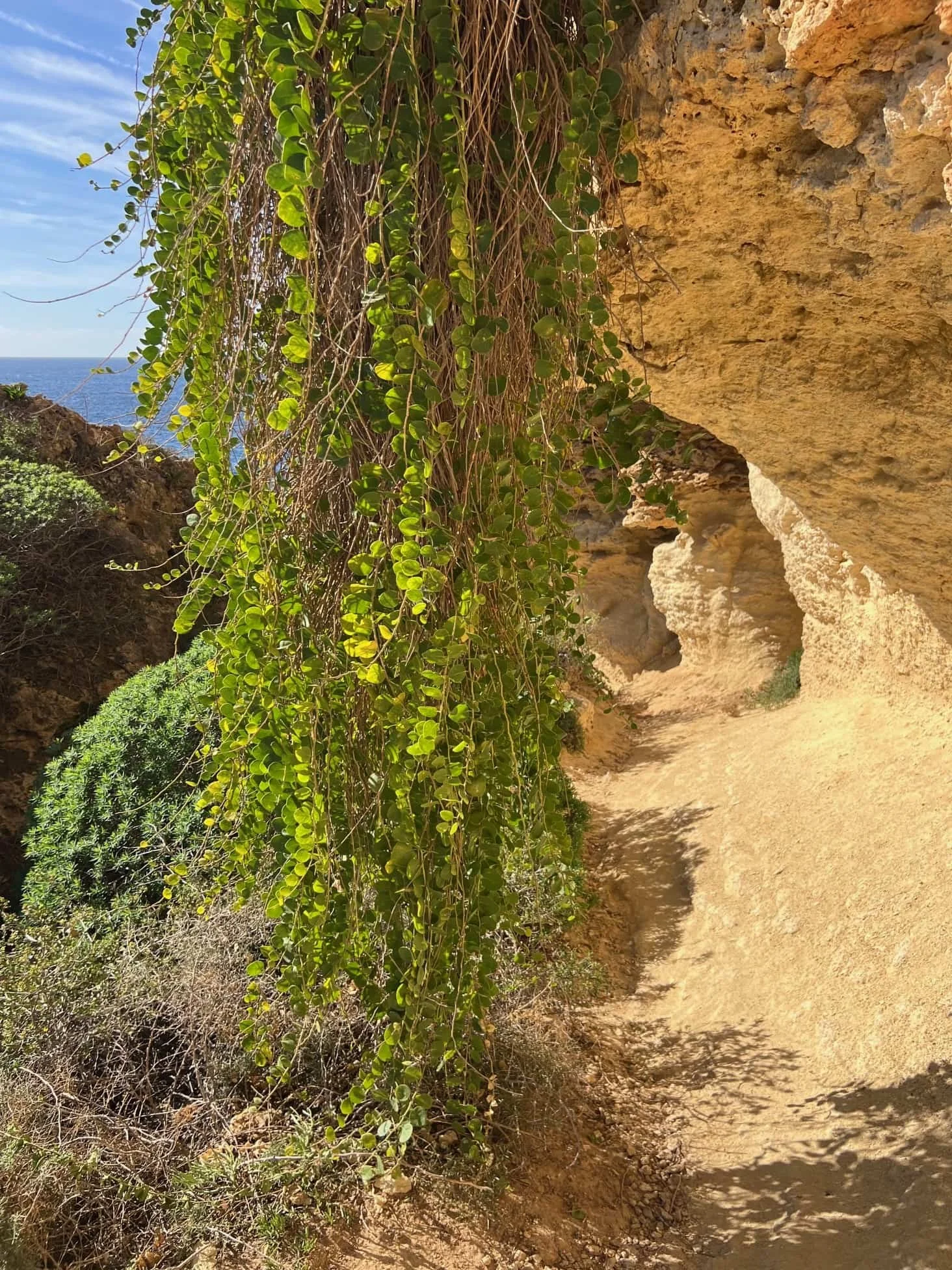 gnejna-bay-clay-slopes-november-vegetation.jpg