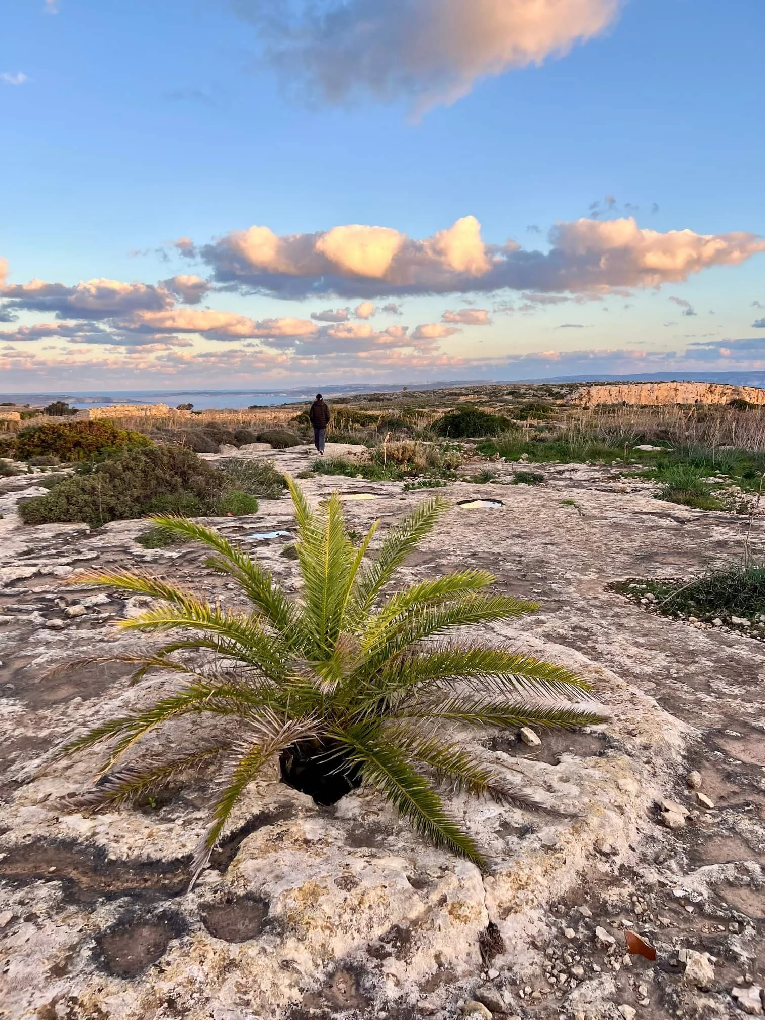 wild-palm-tree-gozo-garigue-landscape.jpg
