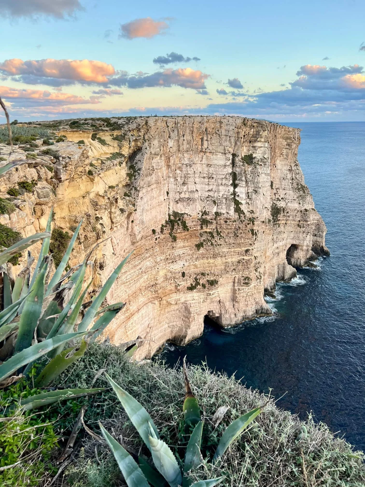 aloe-vera-plant-ta-cenc-cliffs-sunset.jpg
