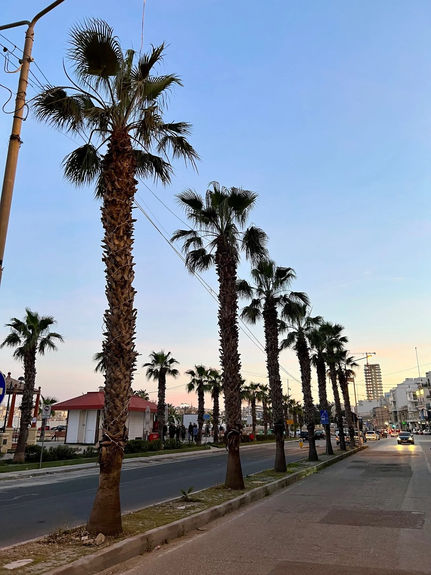 A row of tall palm trees lining the waterfront promenade in Gzira, Malta, during the late afternoon.
