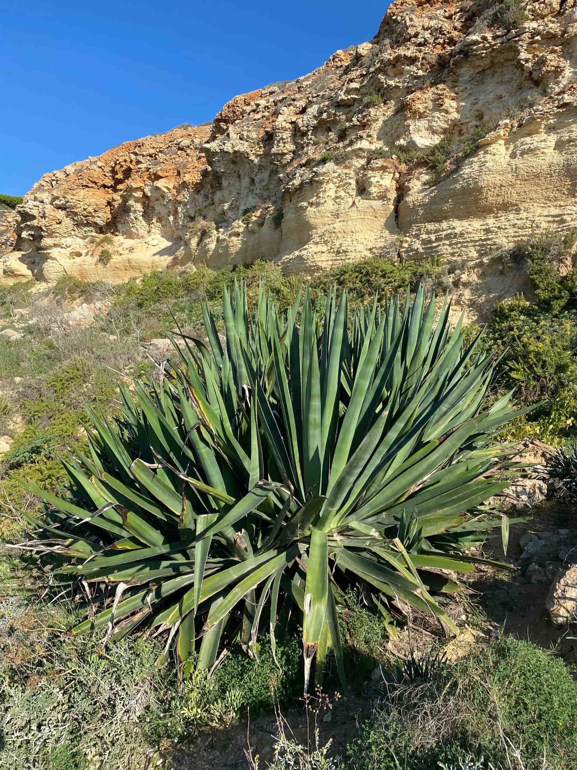 A large green agave plant growing on the rocky cliffs along the hiking path near Golden Bay.