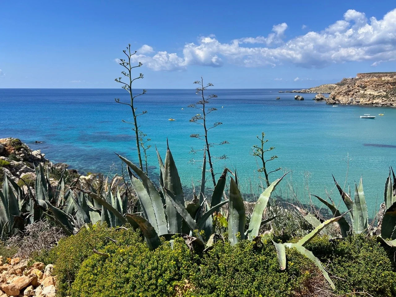Agave plants above the turquoise water of Golden Bay, Malta.