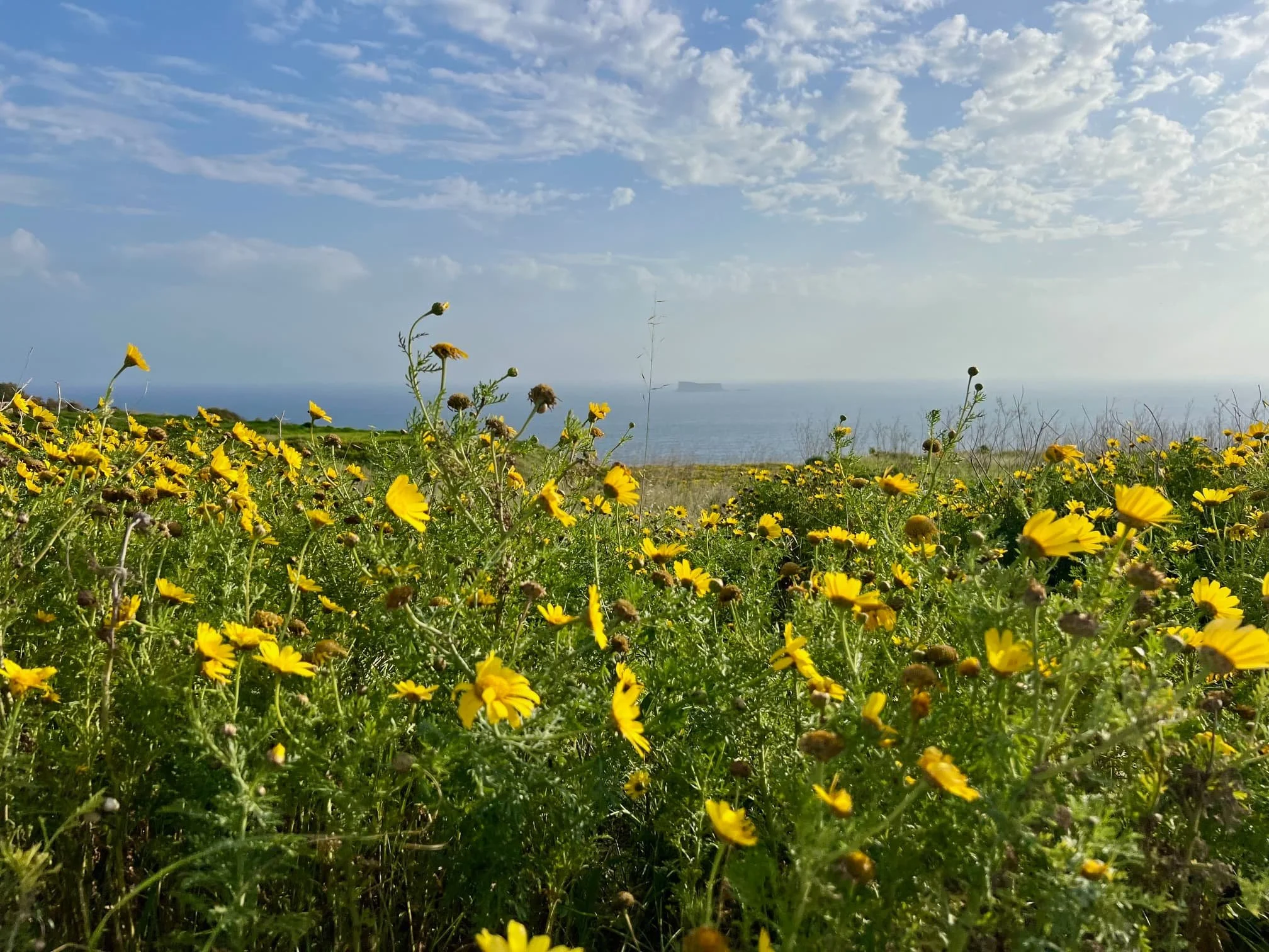 Yellow spring flowers blooming along the Maltese coast with Filfla island in the background.