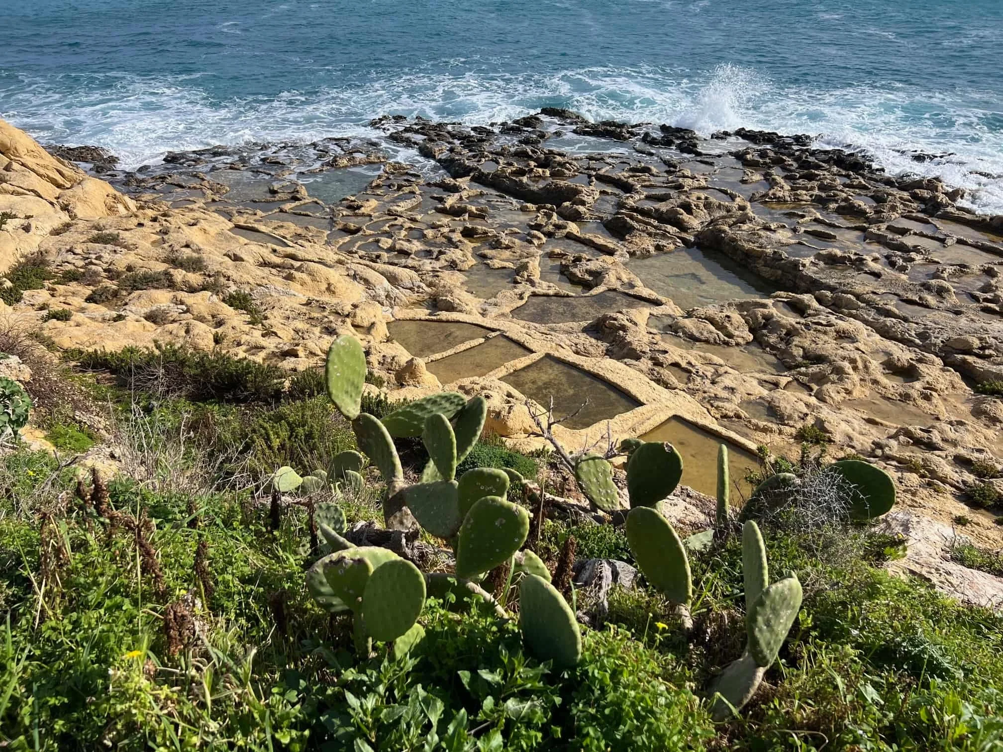 High angle view of Xatt l-Aħmar salt pans with prickly pear cactus in foreground.