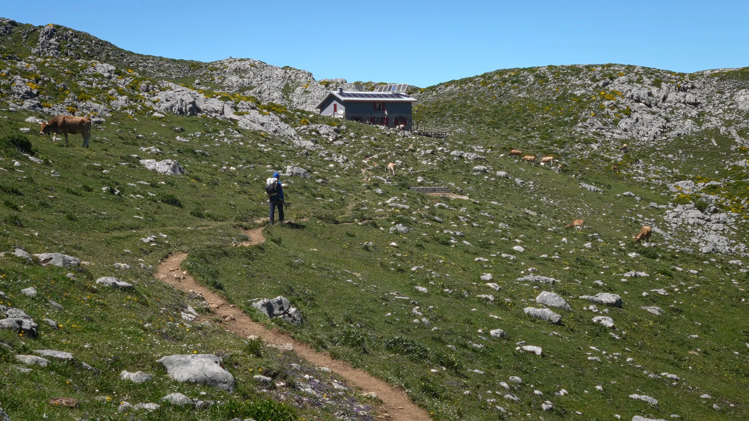 Hiker with backpack walking along a mountain trail on a green, rocky hillside with grazing cows, a house in the background, and a clear blue sky.
