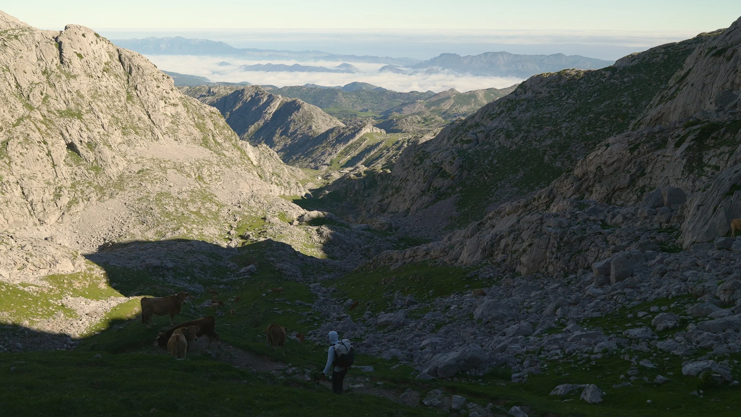 A person hiking in a mountainous landscape with cows grazing on the green slopes, surrounded by rocky peaks and a distant view of clouds and mountain ranges.