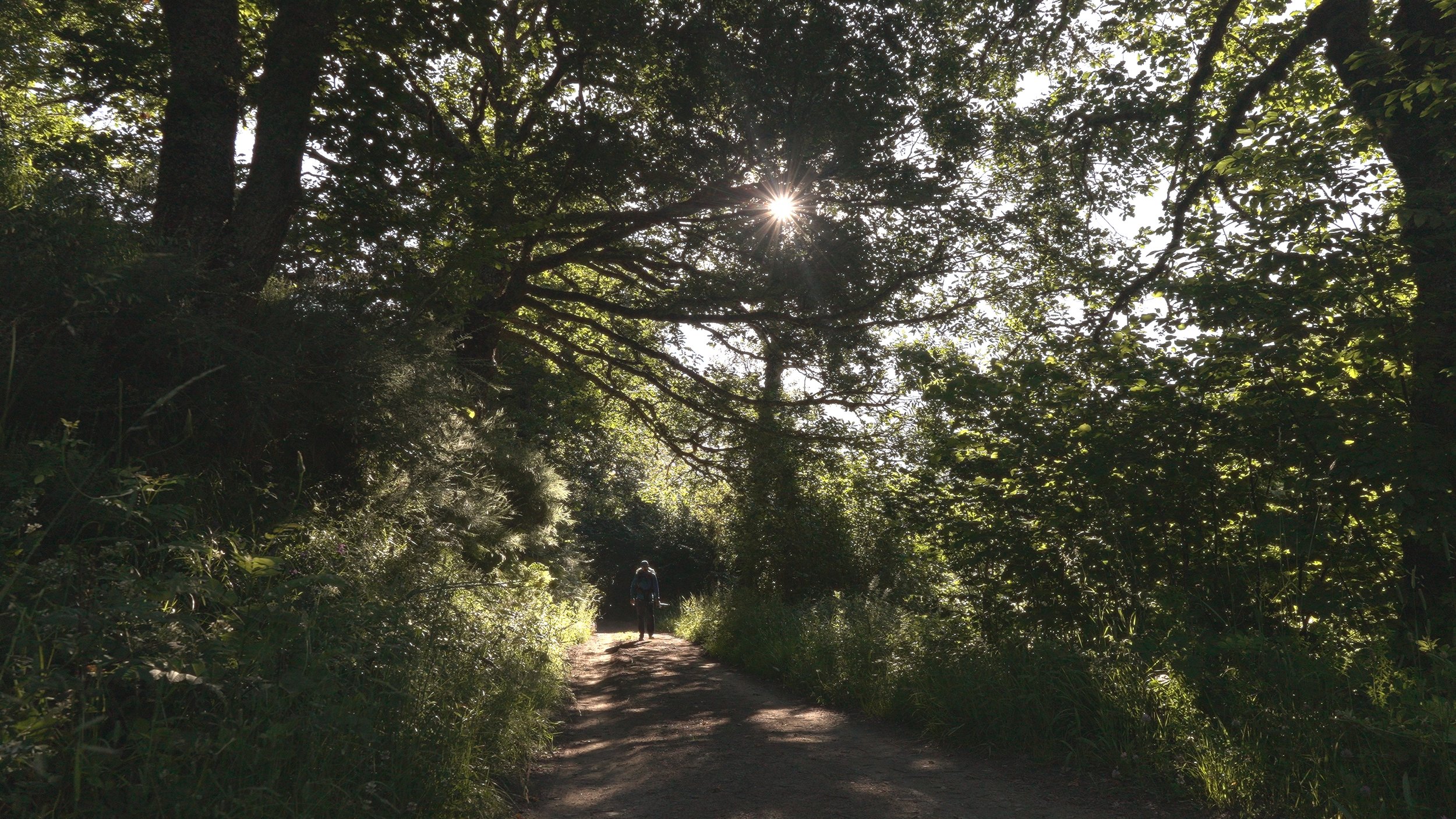 Person walking on a dirt trail through a dense forest, with sunlight shining through the trees.
