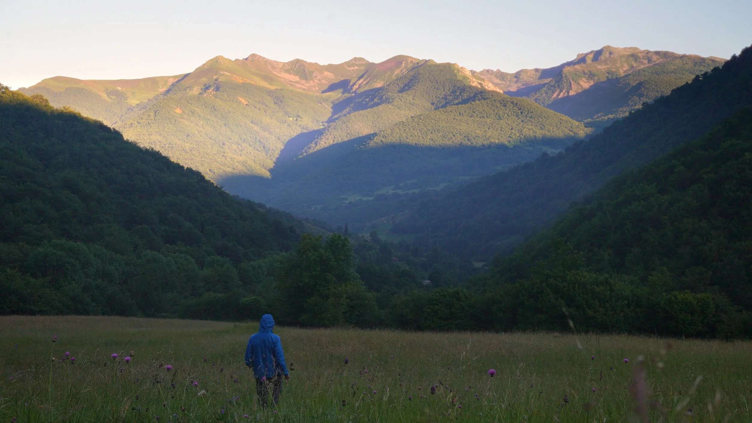 Person in a blue rain jacket walking through a grassy meadow with purple flowers, surrounded by green forested hills and mountains under a clear sky.
