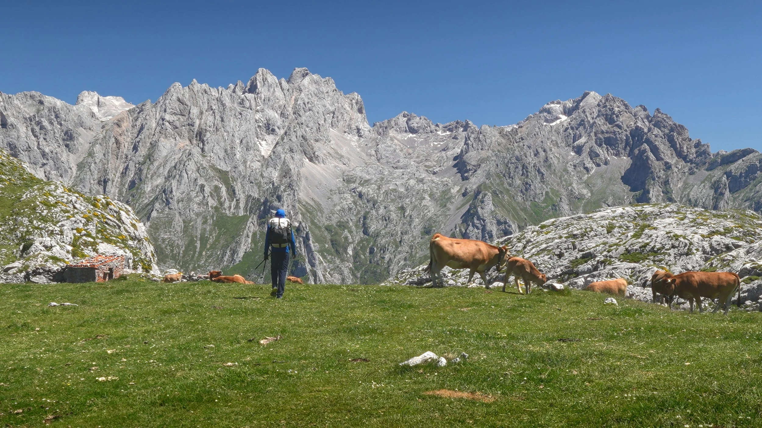 A hiker walking through a green meadow with cows grazing, surrounded by rocky mountains under a clear blue sky.