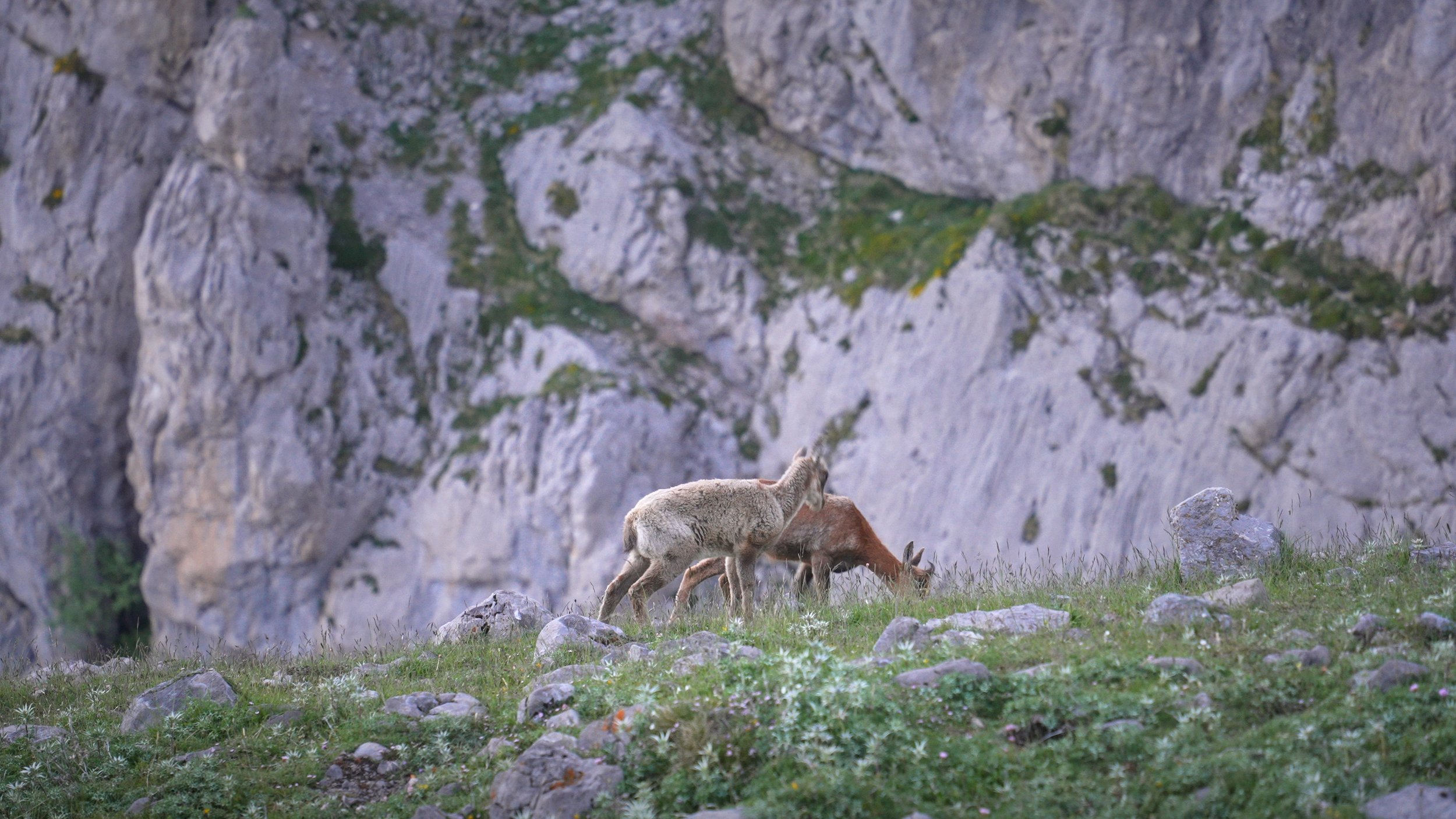 Young mountain goat standing on grassy terrain with rocks, grazing near a brown mountain goat with a backdrop of rocky cliffs and green patches.