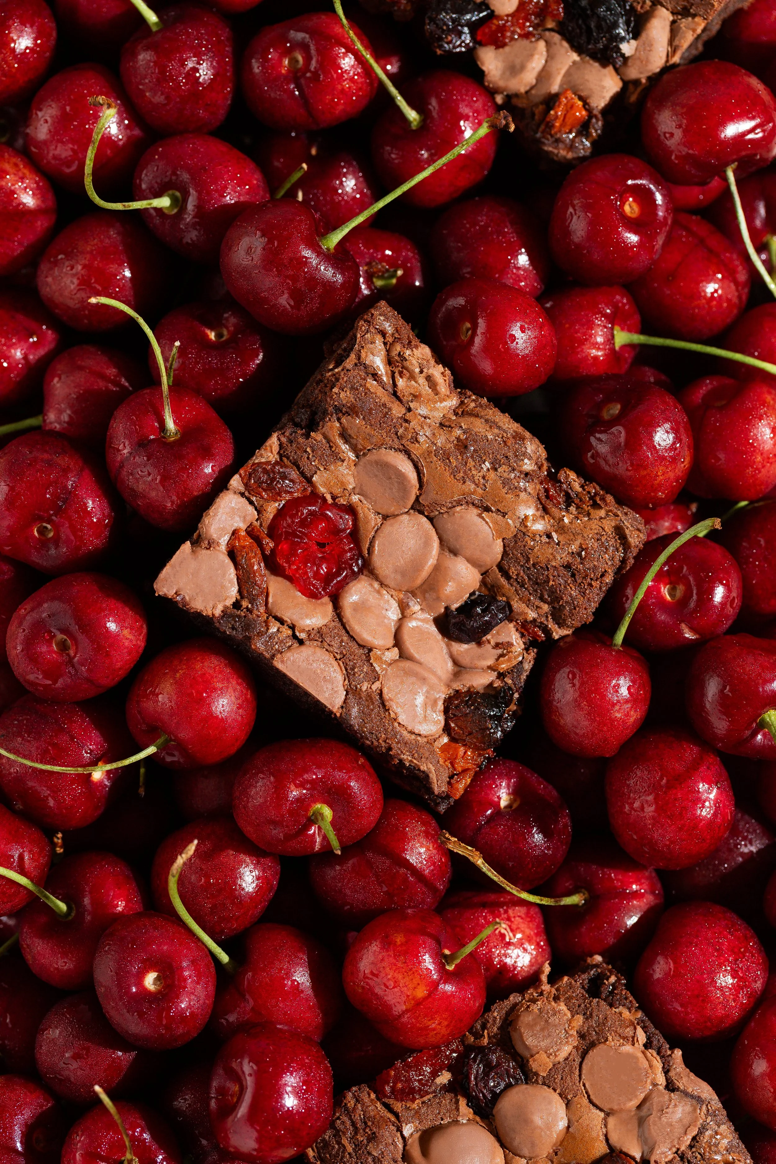 natal gaia gaia 24.jpeg