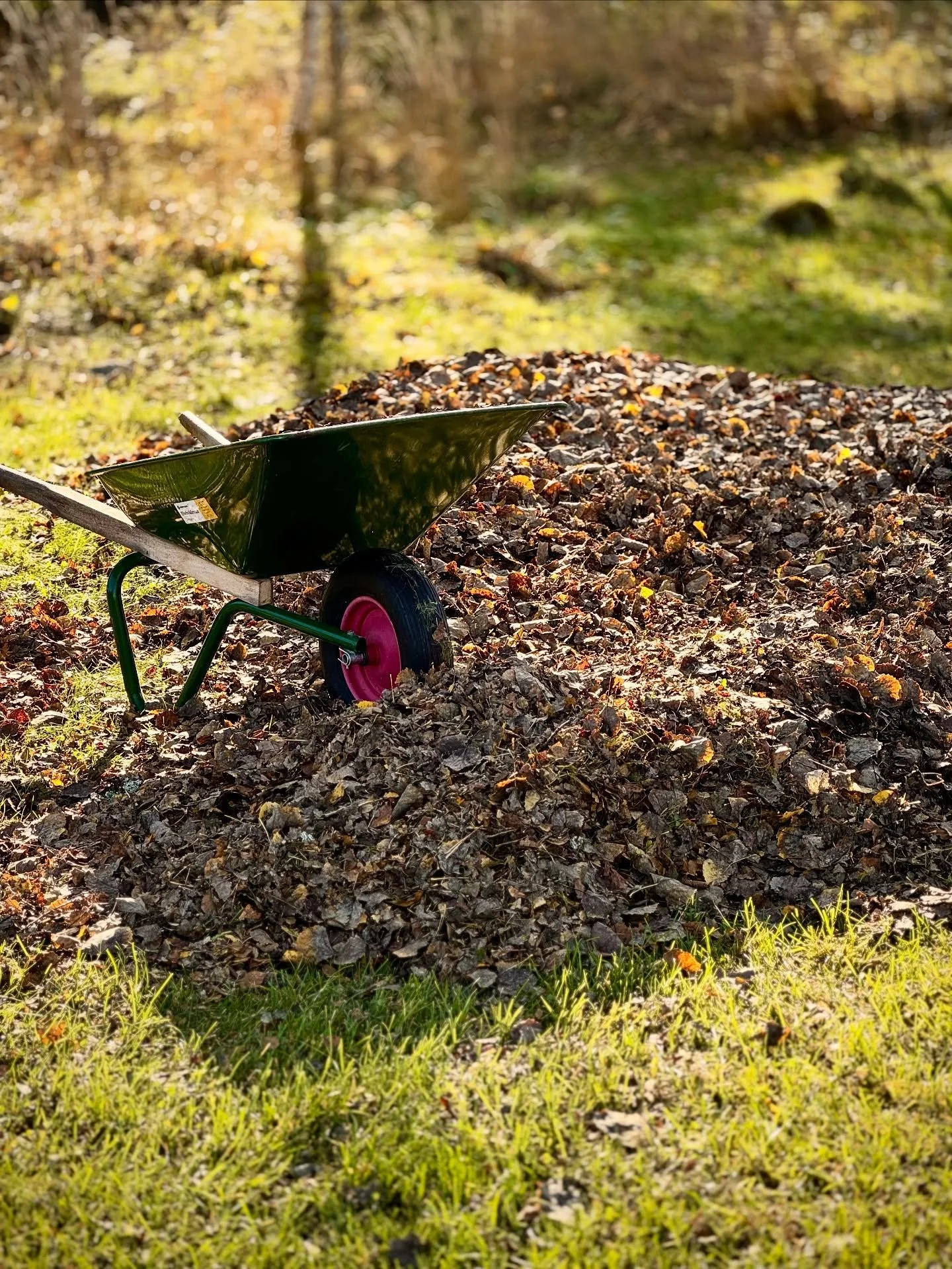 H&ouml;stl&ouml;v = gratis jordf&ouml;rb&auml;ttring 🍂
L&ouml;ven tillf&ouml;r n&auml;ring, skyddar jorden och h&aring;ller fukten. S&aring; st&auml;da inte tr&auml;dg&aring;rden i on&ouml;dan. L&aring;t l&ouml;ven ligga kvar d&auml;r de g&ouml;r ny