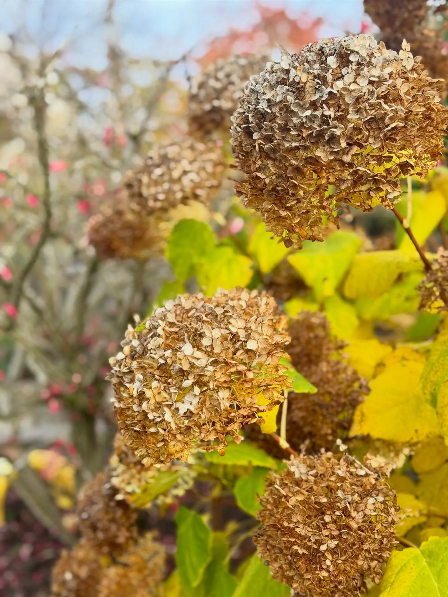 Jag trodde h&ouml;sten skulle vara hyfsat lugn. H&ouml;sten trodde inte det. Oktober och november har bjudit p&aring; anl&auml;ggning, plantering, design, besk&auml;rning (och hamling!) h&ouml;stst&auml;dning och julst&ouml;k i olika former. Perfekt 