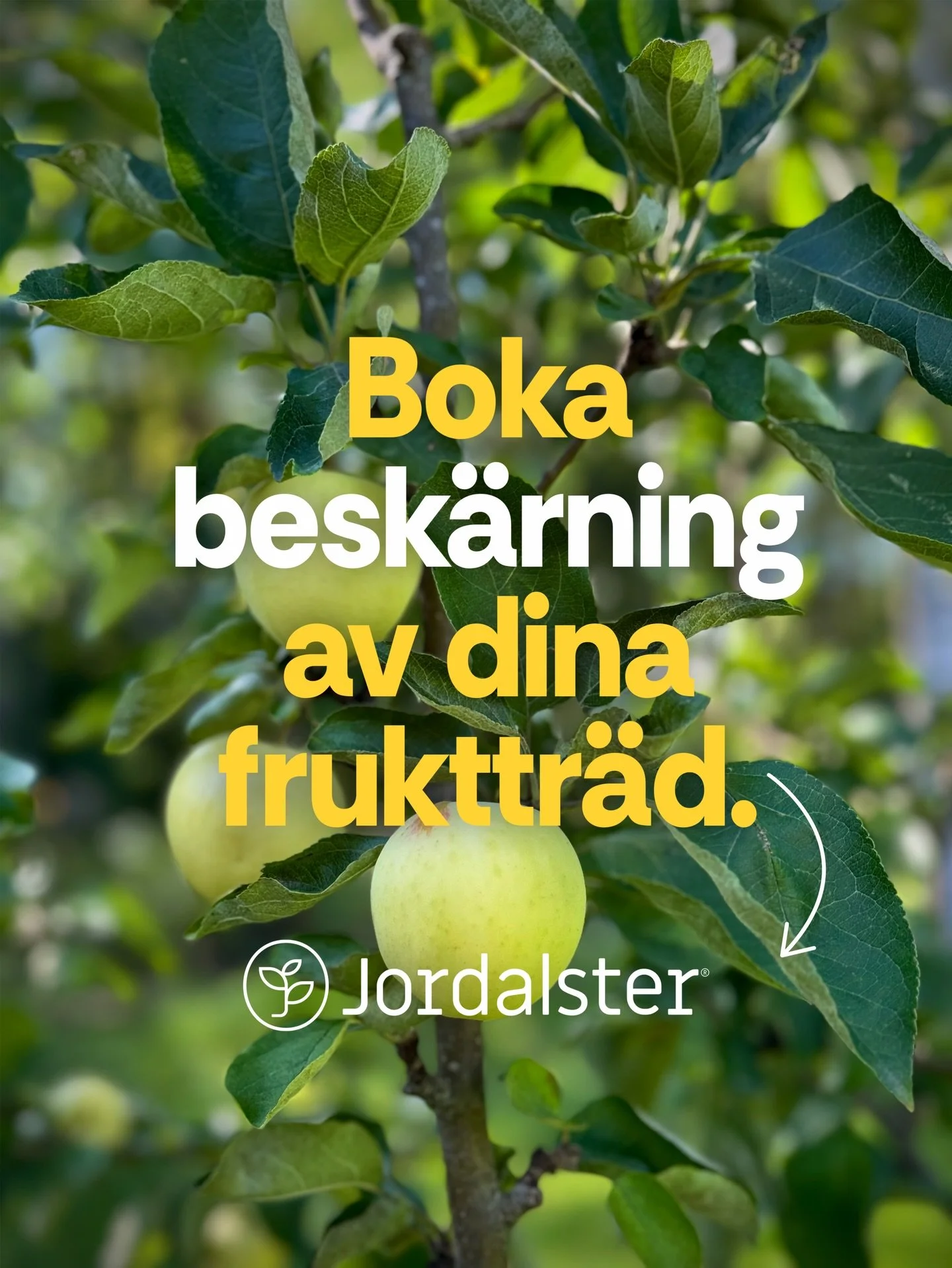 V&aring;rvintern &auml;r en v&auml;ldigt bra tid att besk&auml;ra b&aring;de frukttr&auml;d och m&aring;nga prydnadstr&auml;d. 🌳

Alla typer av besk&auml;rning &auml;r dessutom ber&auml;ttigade till 50% RUT-avdrag. Jag hj&auml;lper dig med b&aring;d