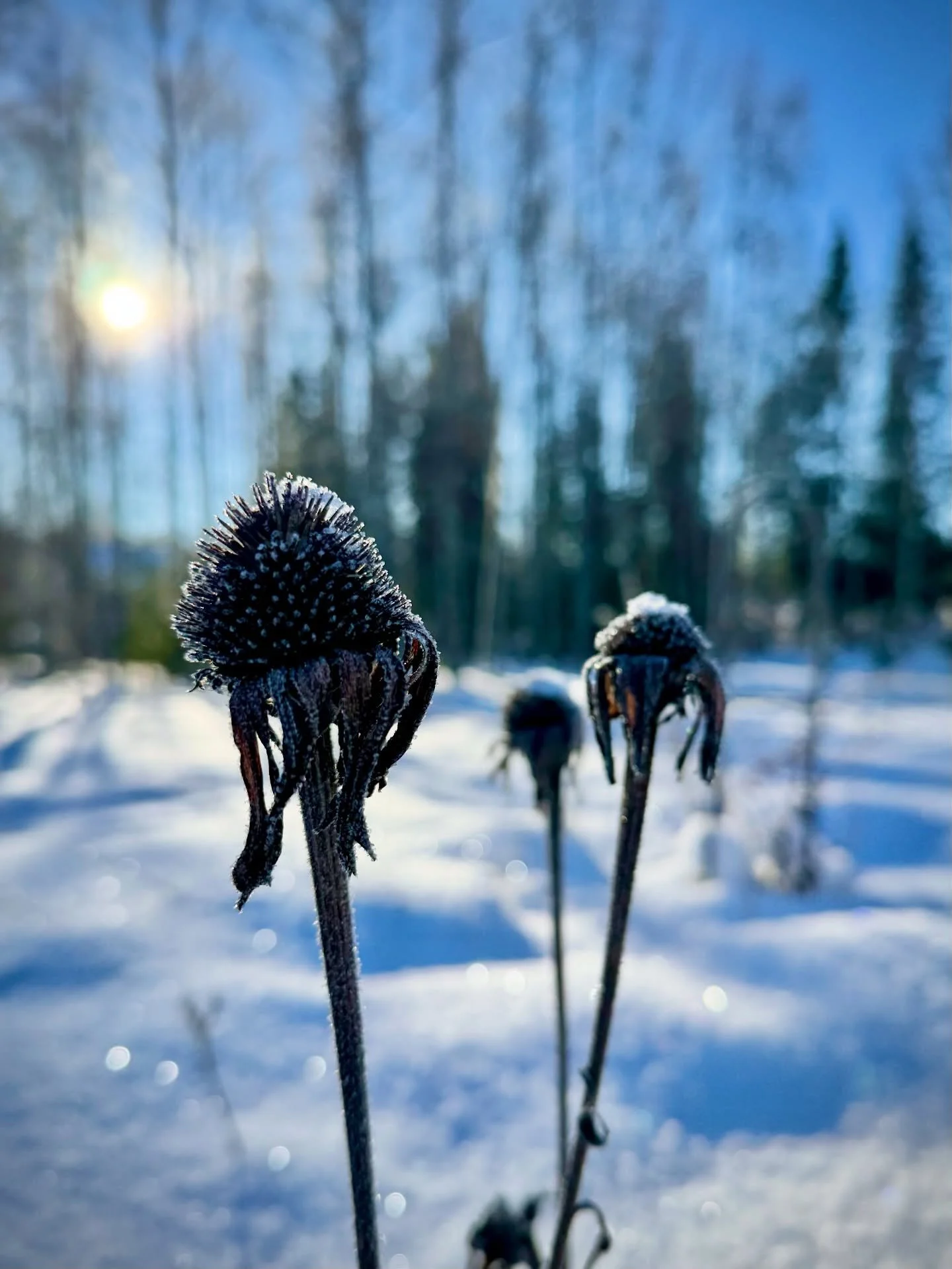 Vad g&ouml;r egentligen perennerna f&ouml;r att klara vintern? 🤔

Jo, n&auml;r h&ouml;sten kommer startar perennerna sitt interna vinterprogram, och det &auml;r mer avancerat &auml;n man kan ana:

P&aring; h&ouml;sten startar &aring;tervinningen av 