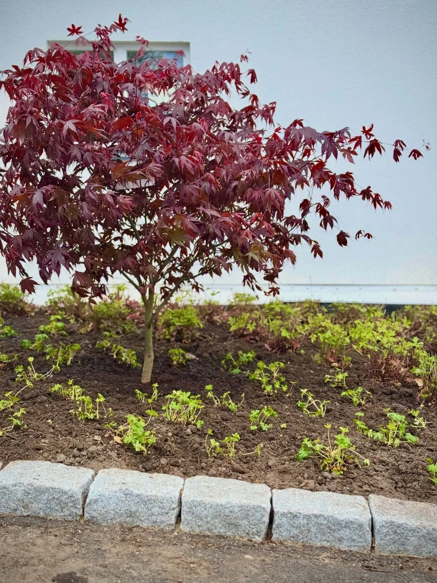 Ett av v&aring;rens roliga design- och planteringsprojekt &auml;r avklarat: ett vitt, nybyggt hus som f&aring;tt n&auml;stan 100 kvm perennplanteringar med olika karakt&auml;r, f&auml;rgteman och st&aring;ndorter. 🌱

Men ocks&aring; stor idegransh&a