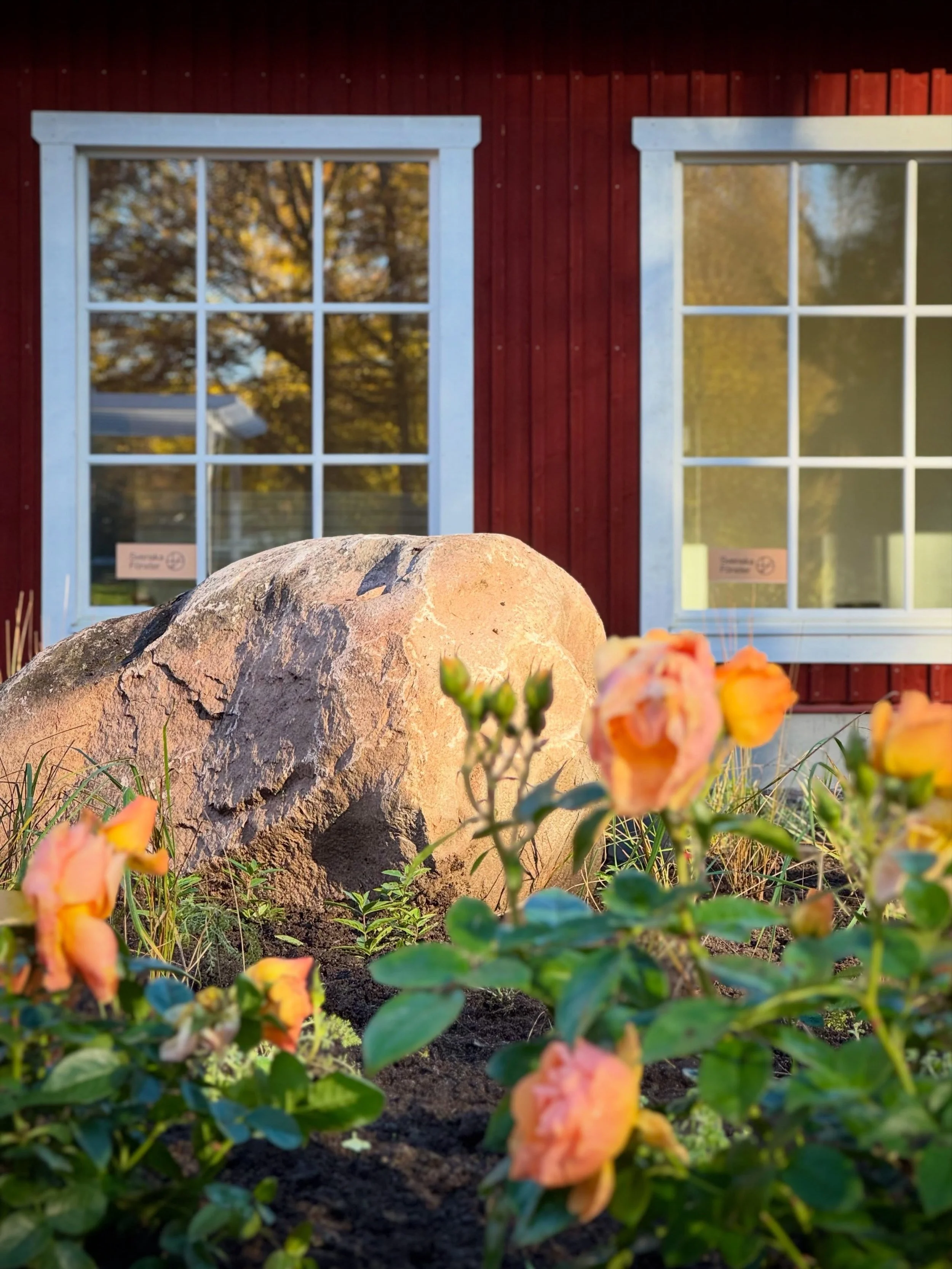 2000+ perenner senare 🌱😅
Tr&auml;dg&aring;rden i skogsbrynet b&ouml;rjar ta form med blommande perenner, prydnadsgr&auml;s och olika sorters rosor. Bland annat. Naturstensblocken skapar fina siluetter och kontraster samtidigt som de knyter ihop pla
