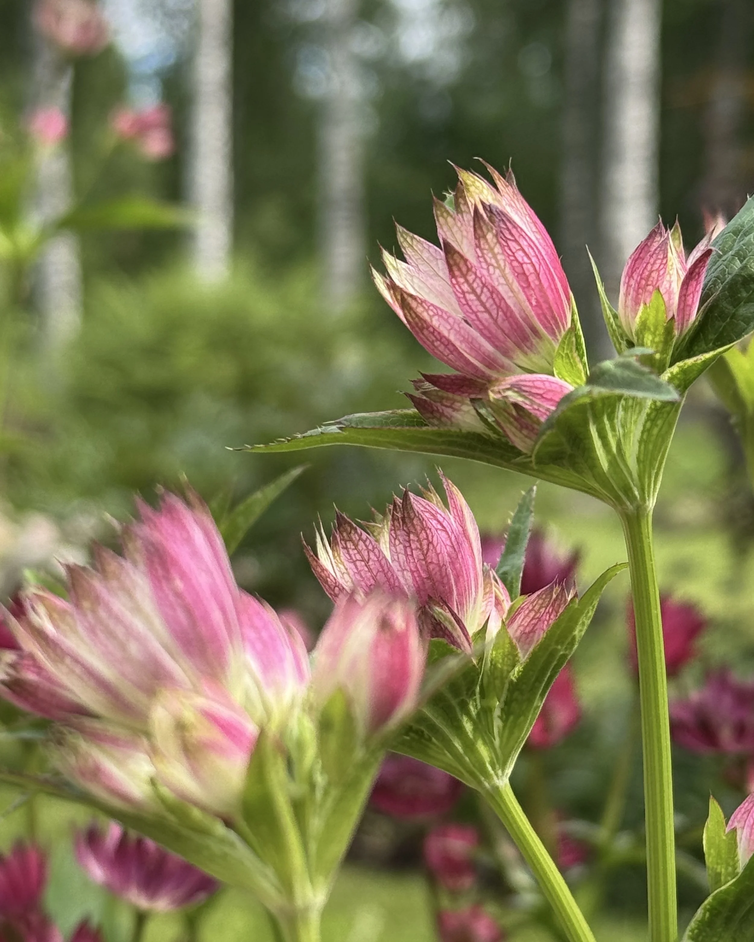 Perennrabatt med stjärnflocka i förgrunden