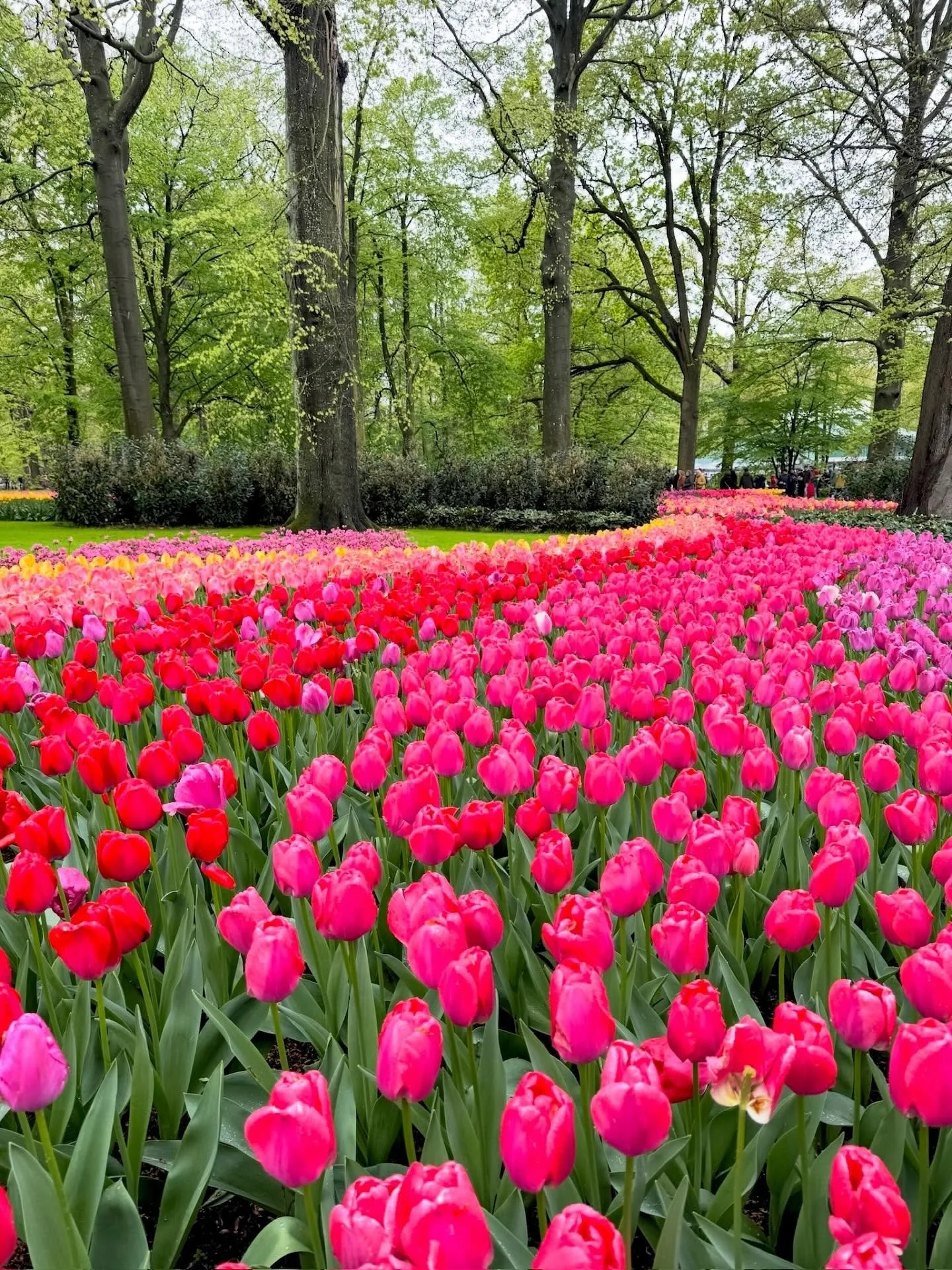 Spring looks different in the Netherlands. 

#springflowers #amsterdam #tulips #keukenhof #netherlands