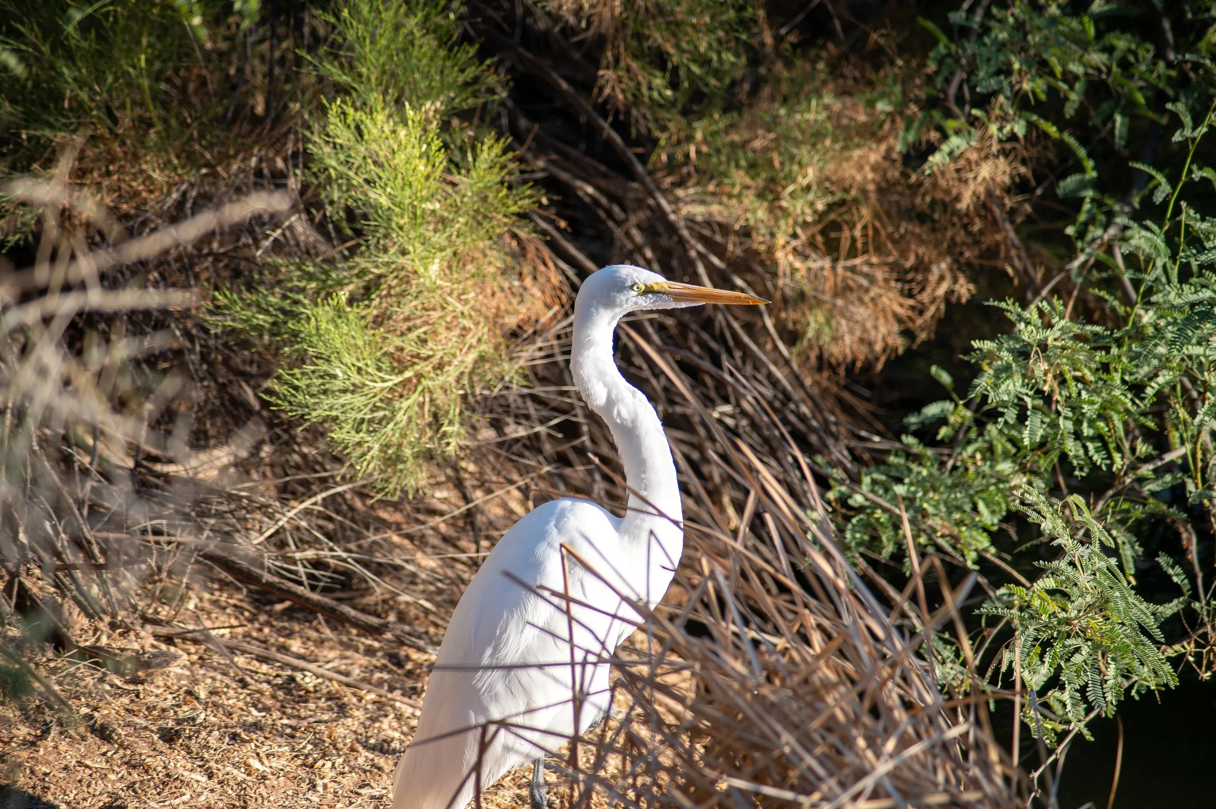 Great Egret Riprarian Preserve Arizona 2024-teDCS_3851-topaz-denoise-sharpen.jpg
