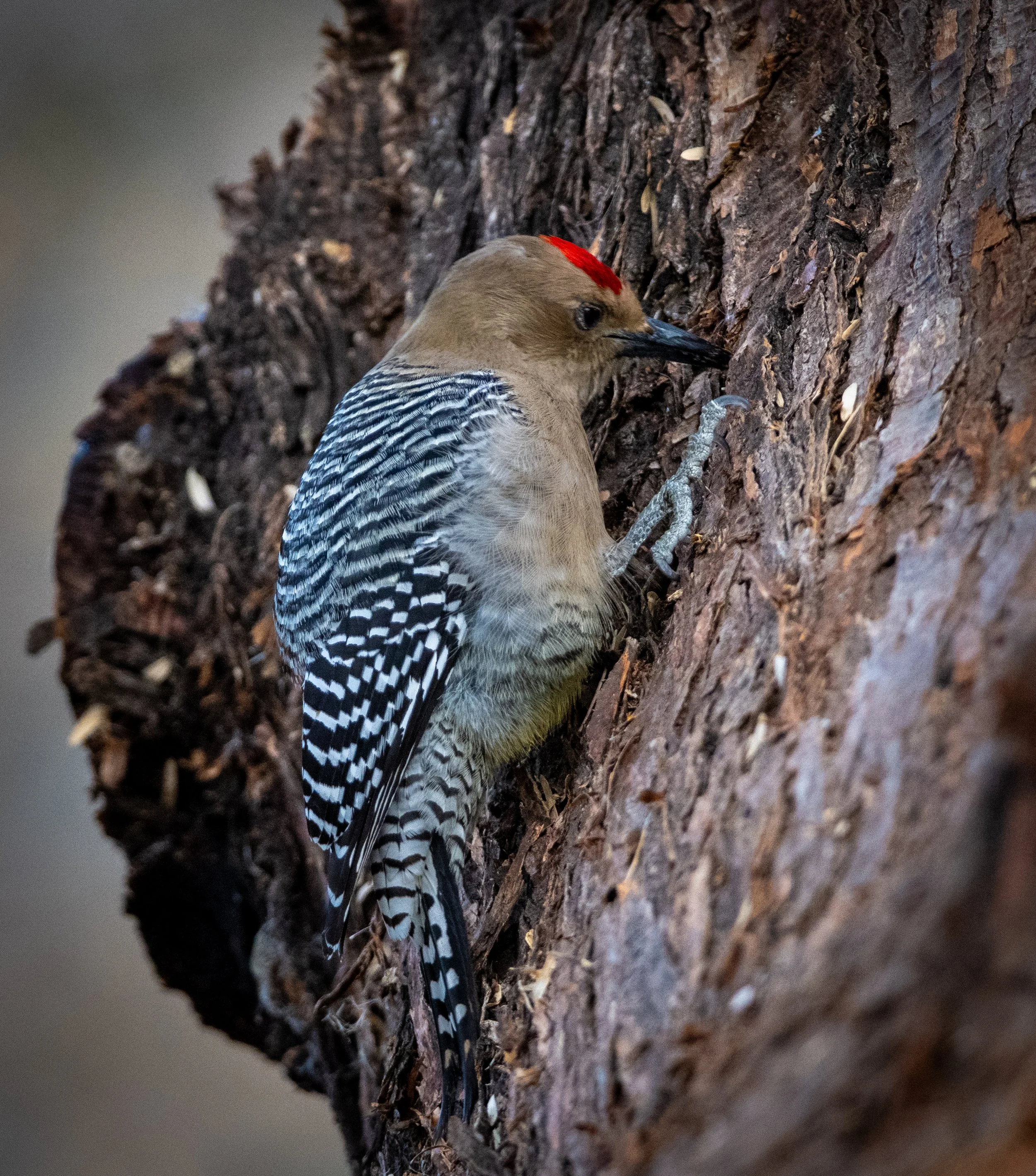Gila Woodpecker feeding on tree